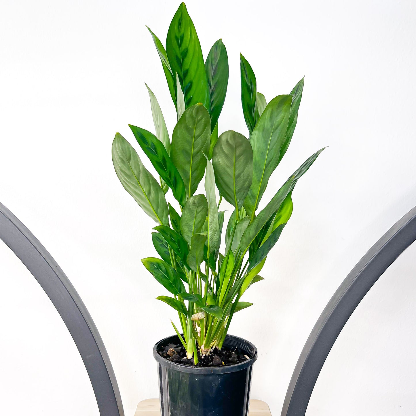 Calathea Leopardina | The Plant Boys