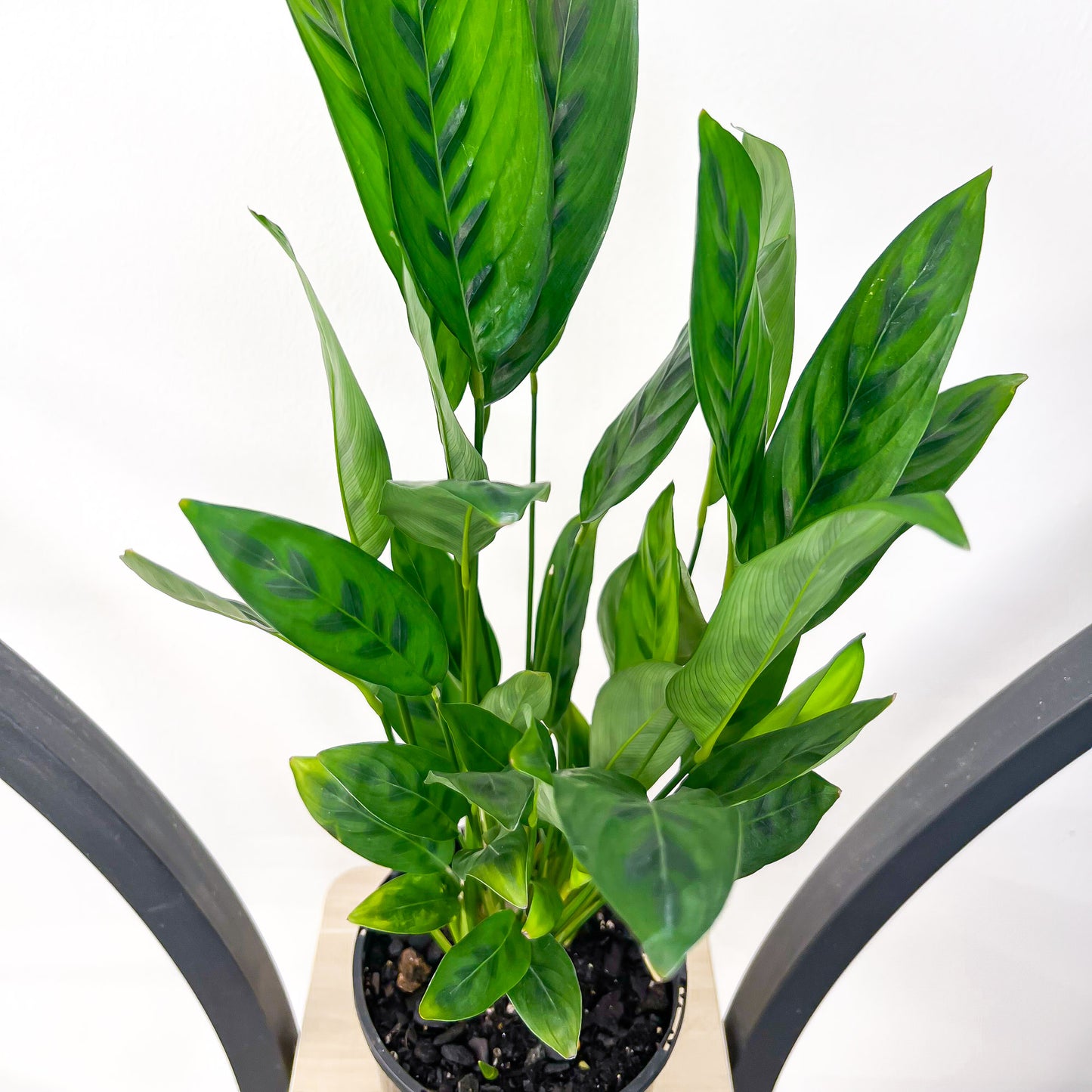 Calathea Leopardina | The Plant Boys