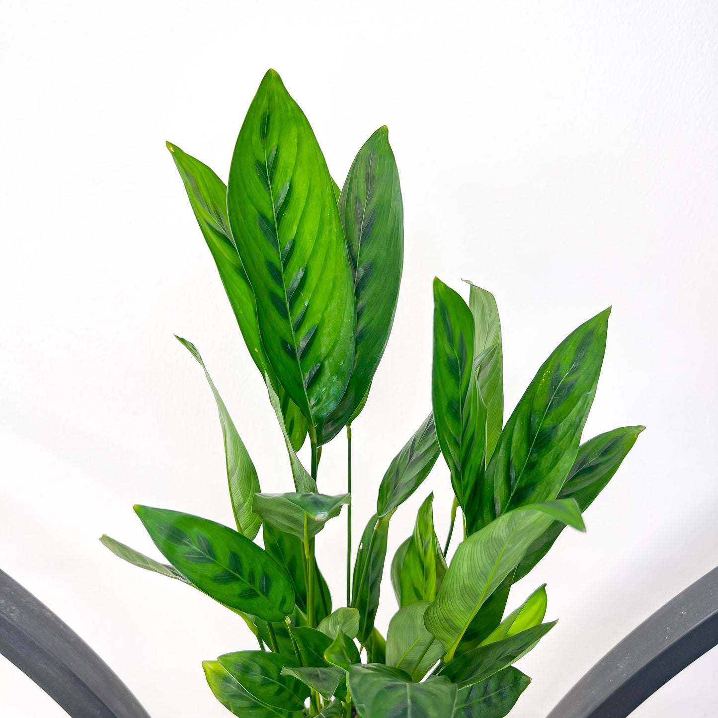 Calathea Leopardina | The Plant Boys