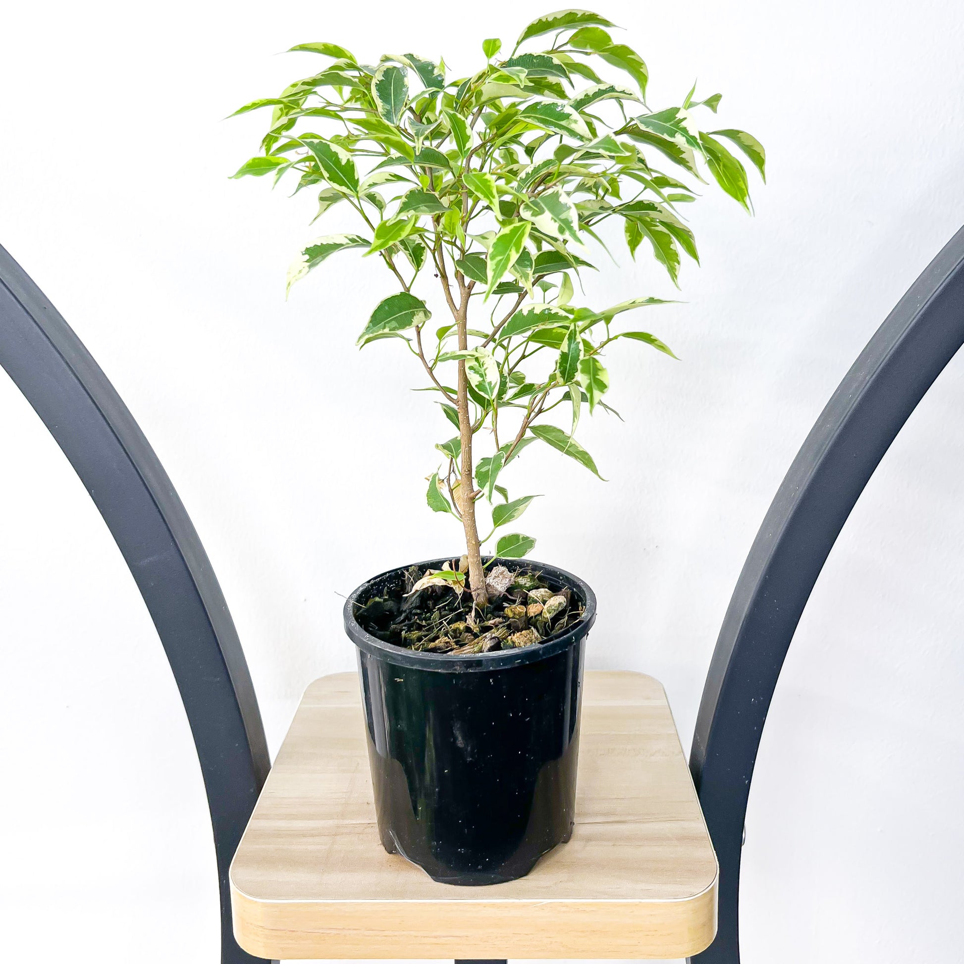Ficus Benjamina Baby Bonsai | The Plant Boys