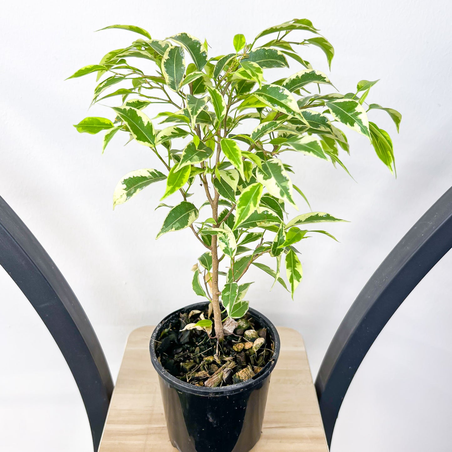 Ficus Benjamina Baby Bonsai | The Plant Boys