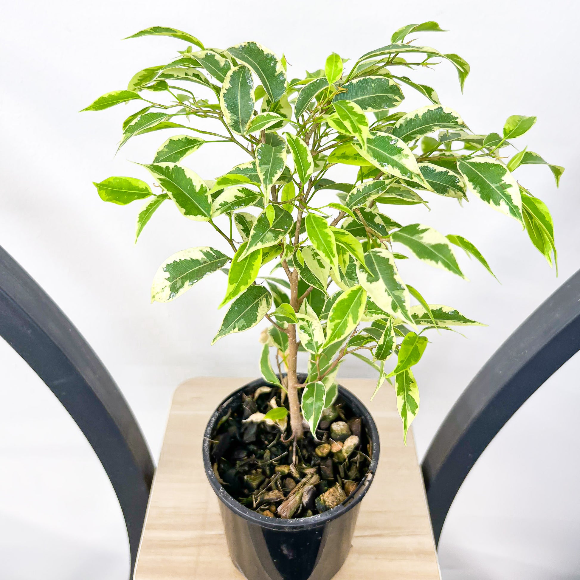 Ficus Benjamina Baby Bonsai | The Plant Boys
