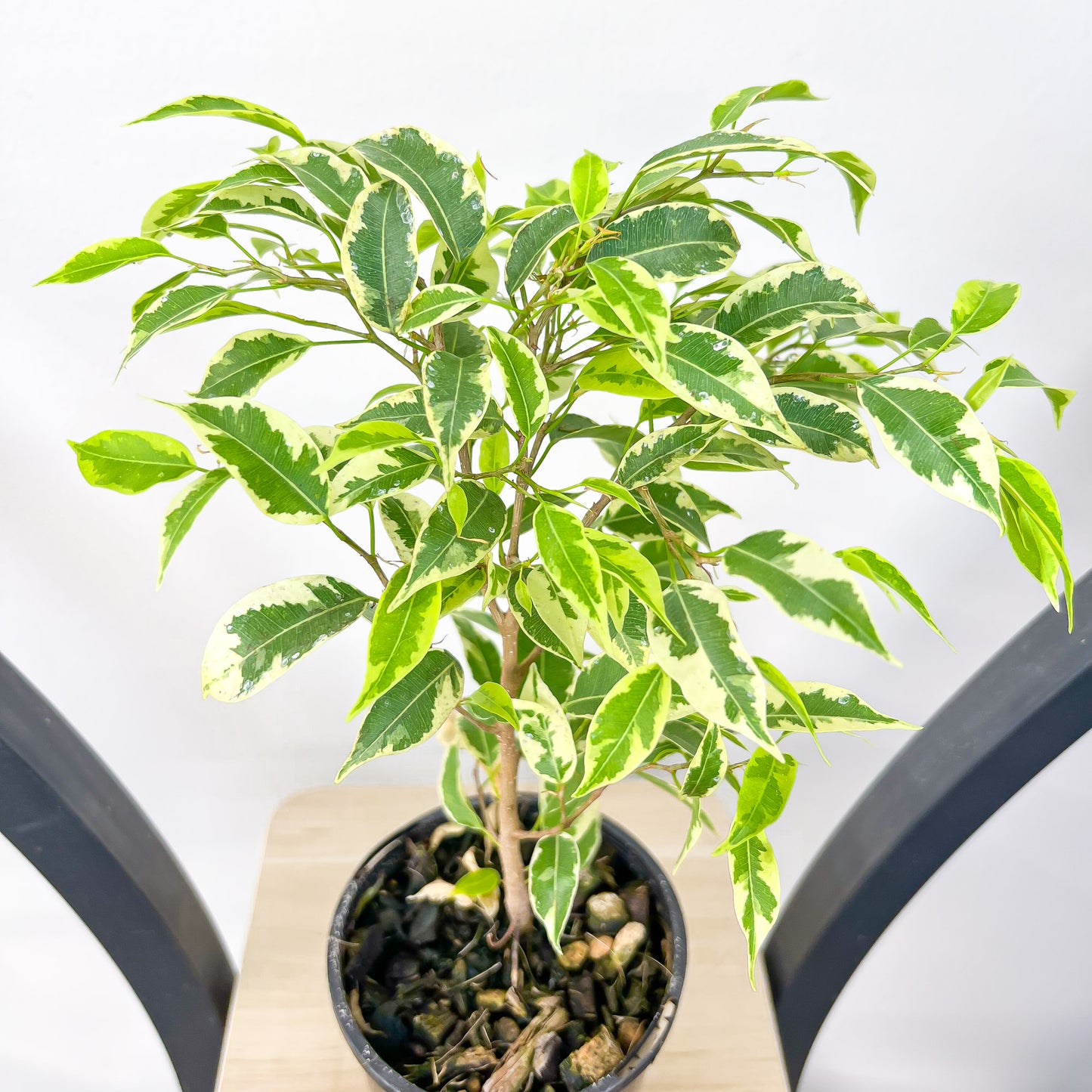 Ficus Benjamina Baby Bonsai | The Plant Boys