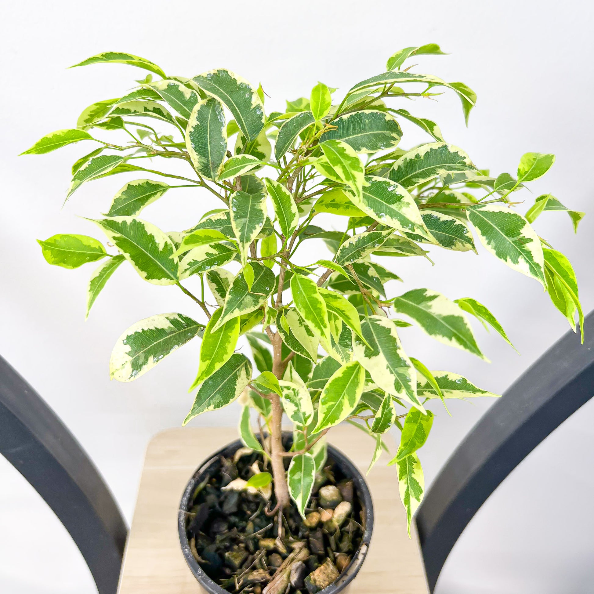 Ficus Benjamina Baby Bonsai | The Plant Boys