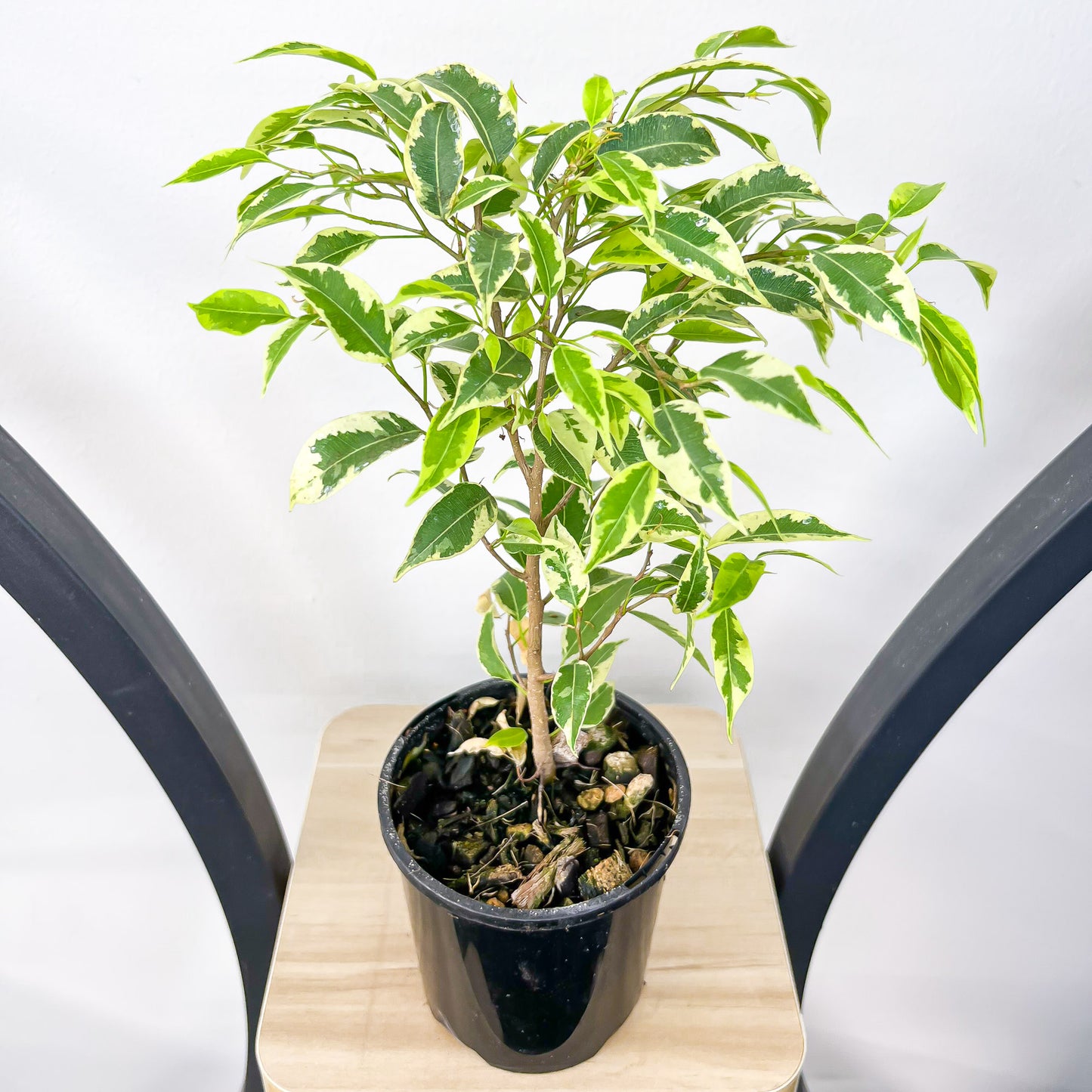 Ficus Benjamina Baby Bonsai | The Plant Boys