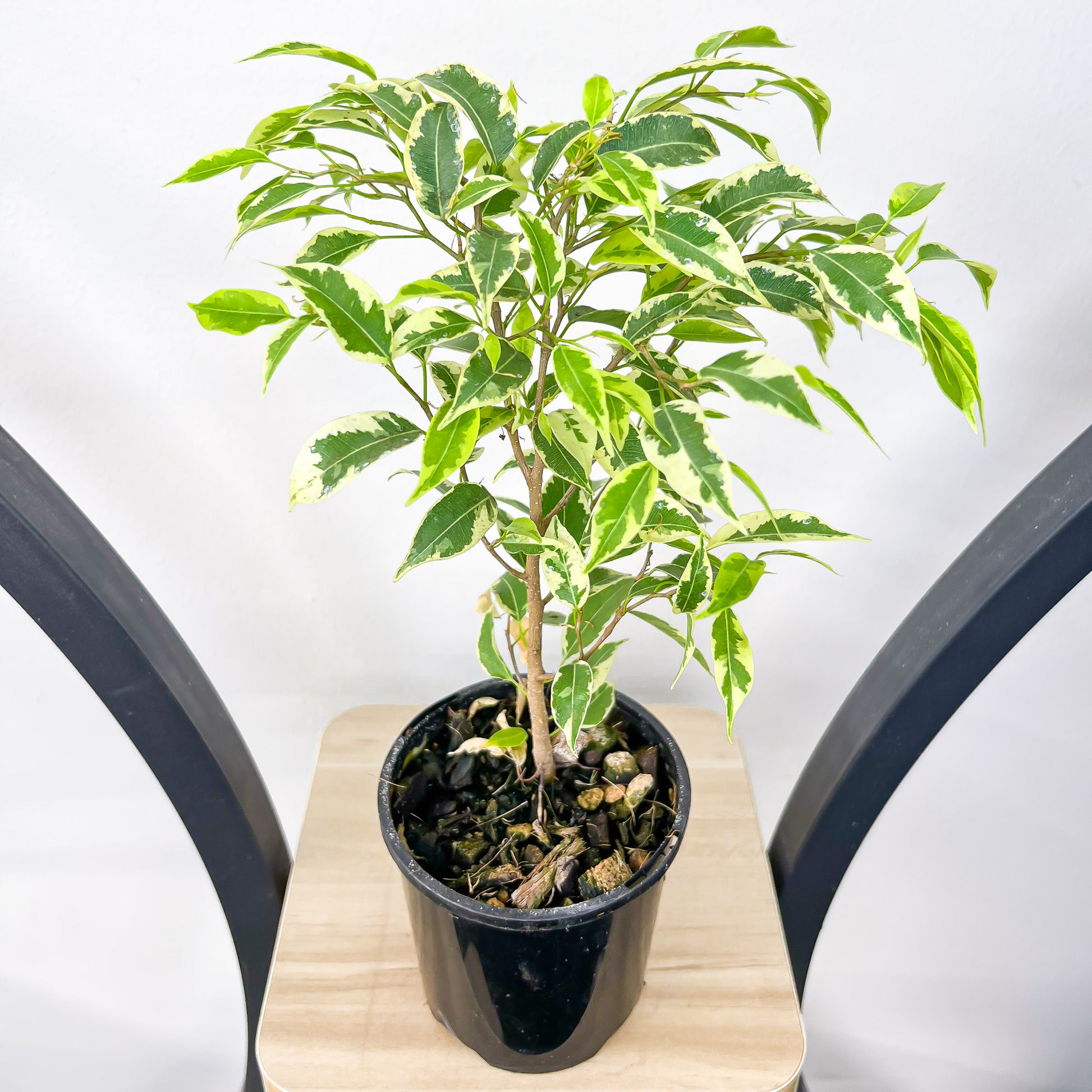 Ficus Benjamina Baby Bonsai | The Plant Boys