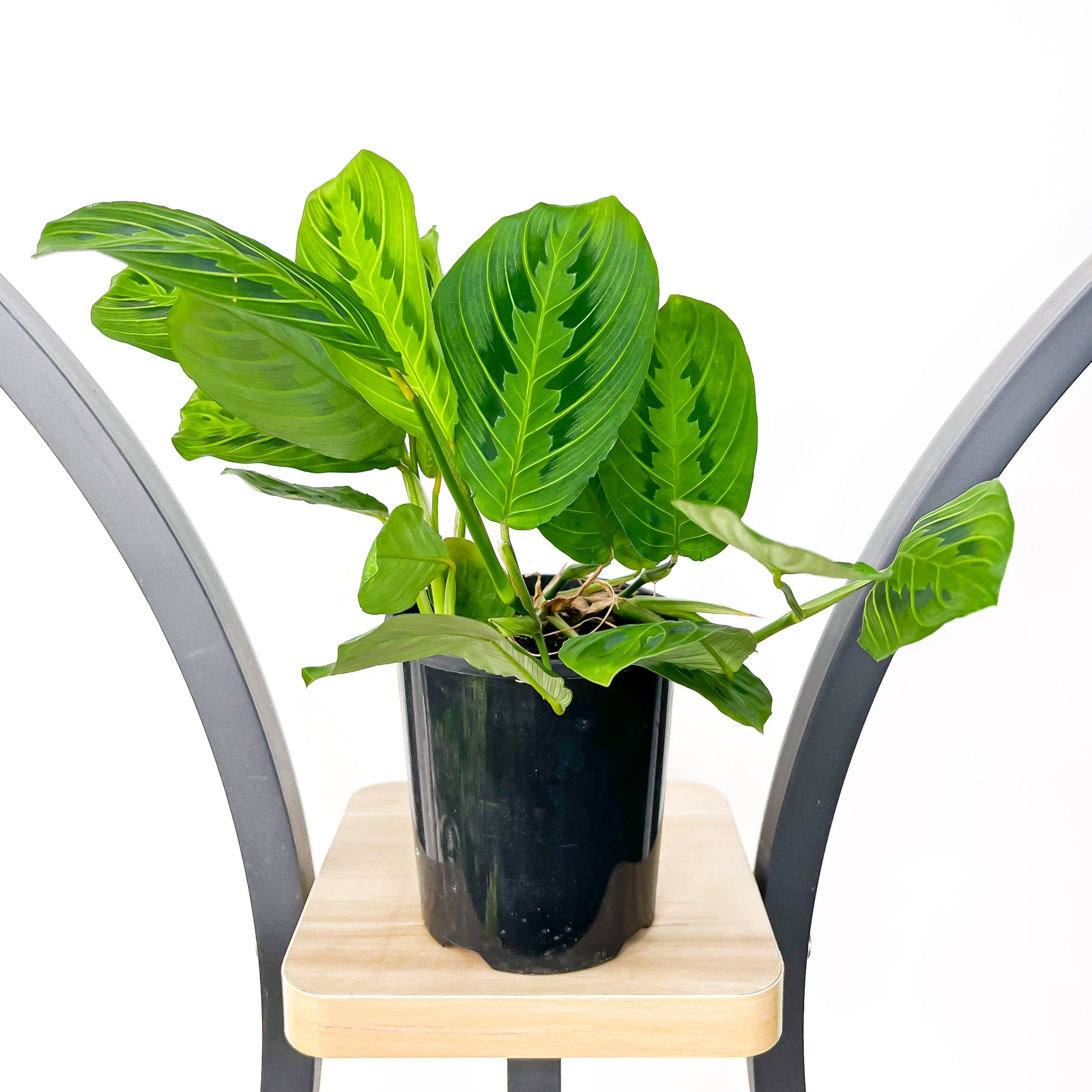 Maranta Lemon Lime | The Plant Boys