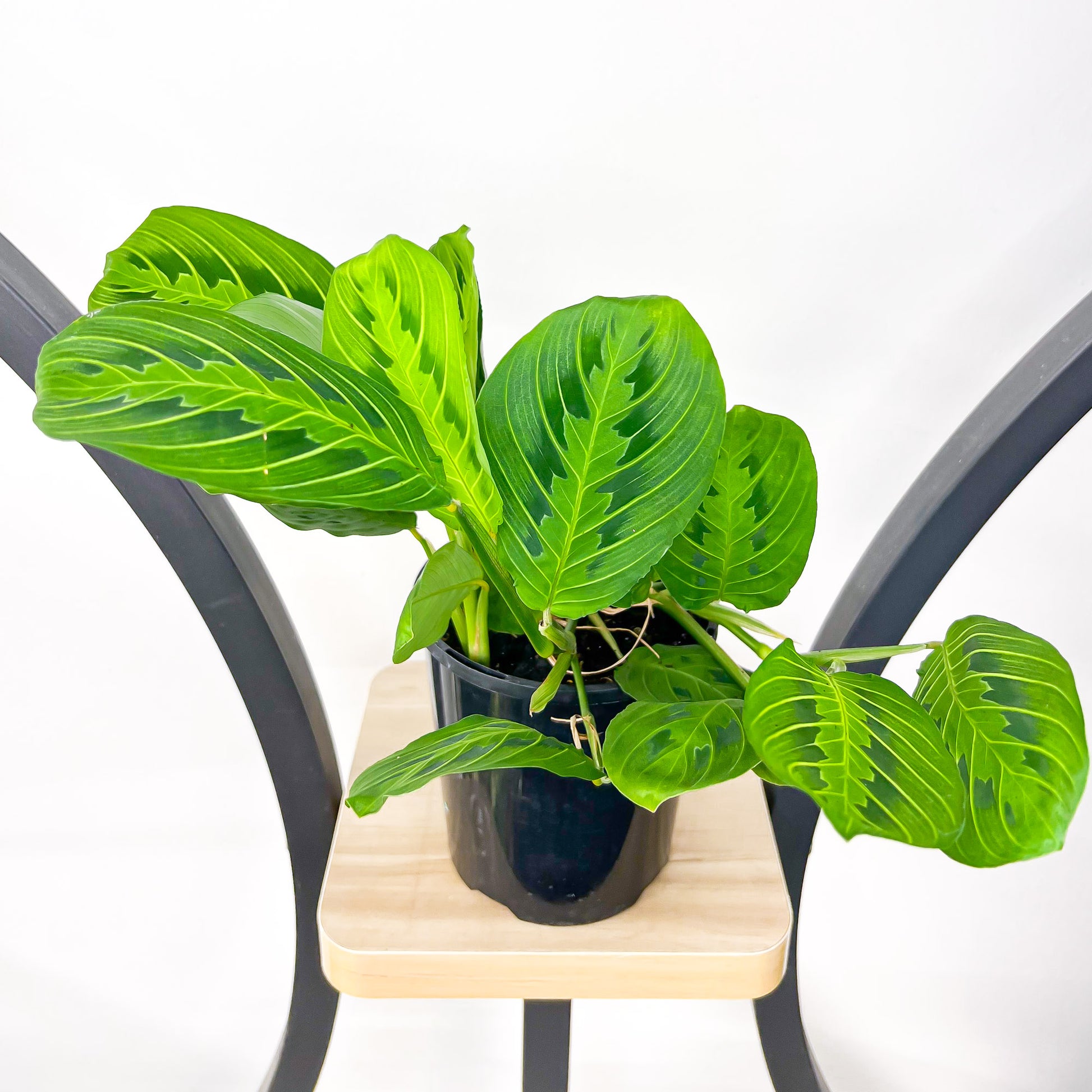 Maranta Lemon Lime | The Plant Boys
