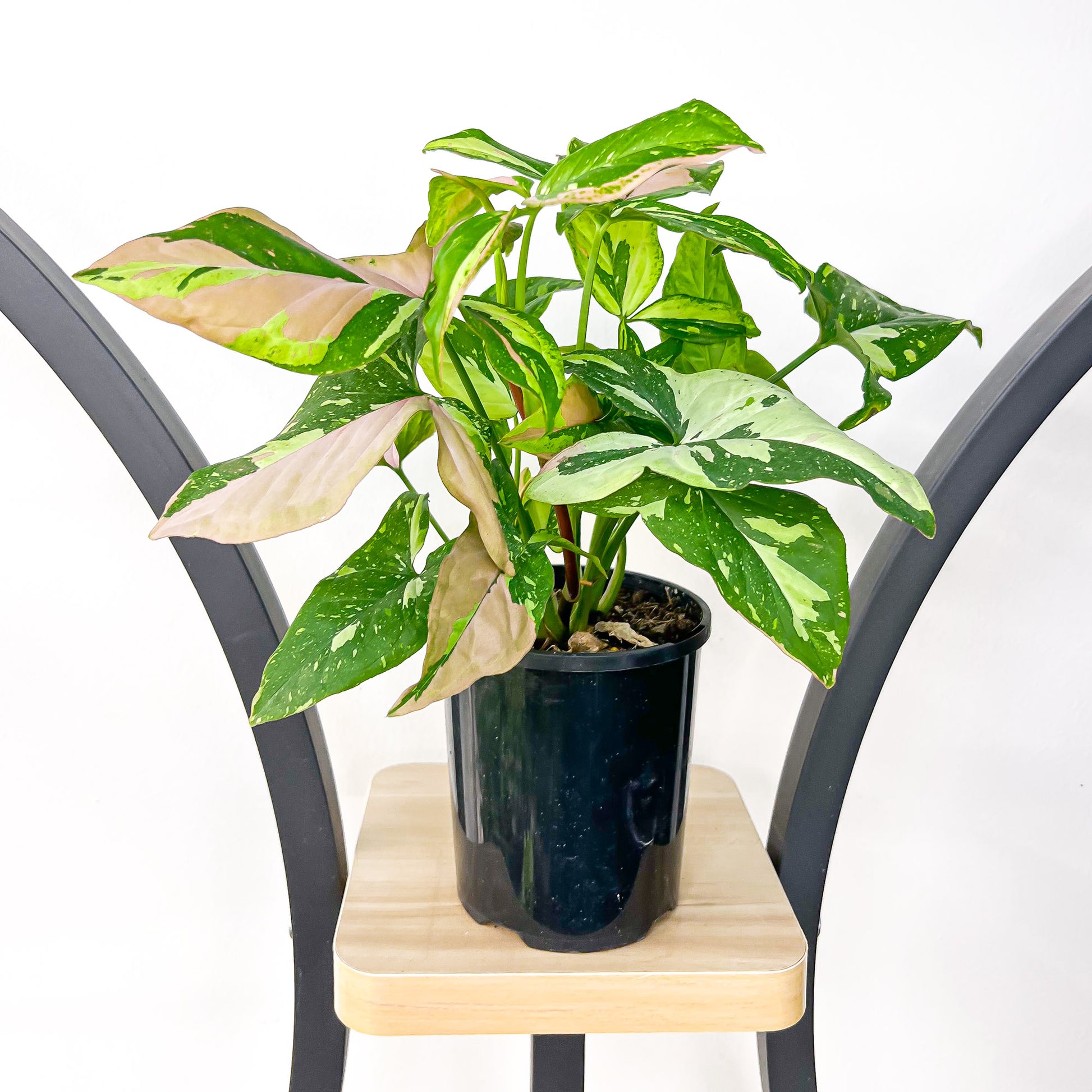 Syngonium Red Spot Tricolour | The Plant Boys