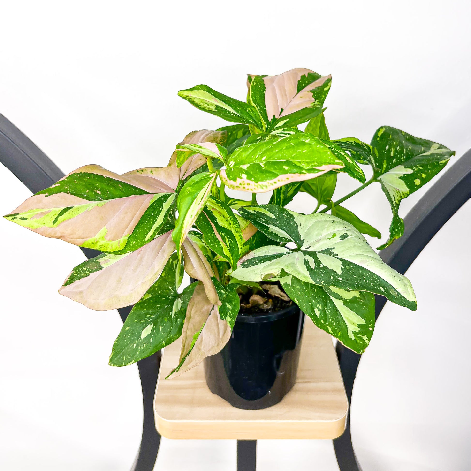 Syngonium Red Spot Tricolour | The Plant Boys