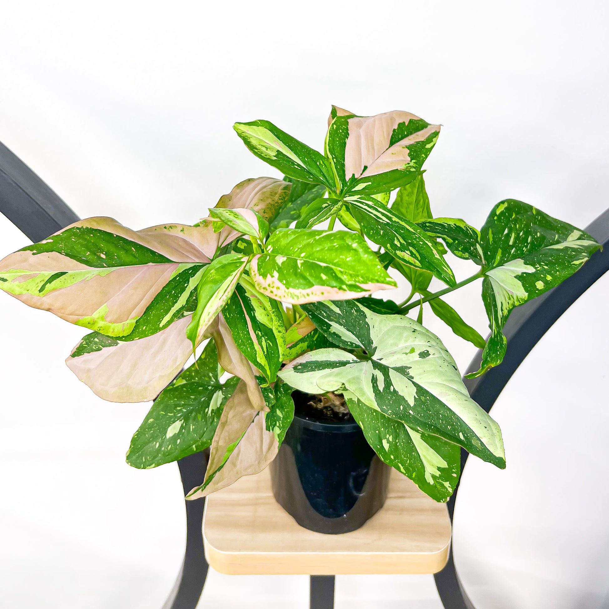 Syngonium Red Spot Tricolour | The Plant Boys