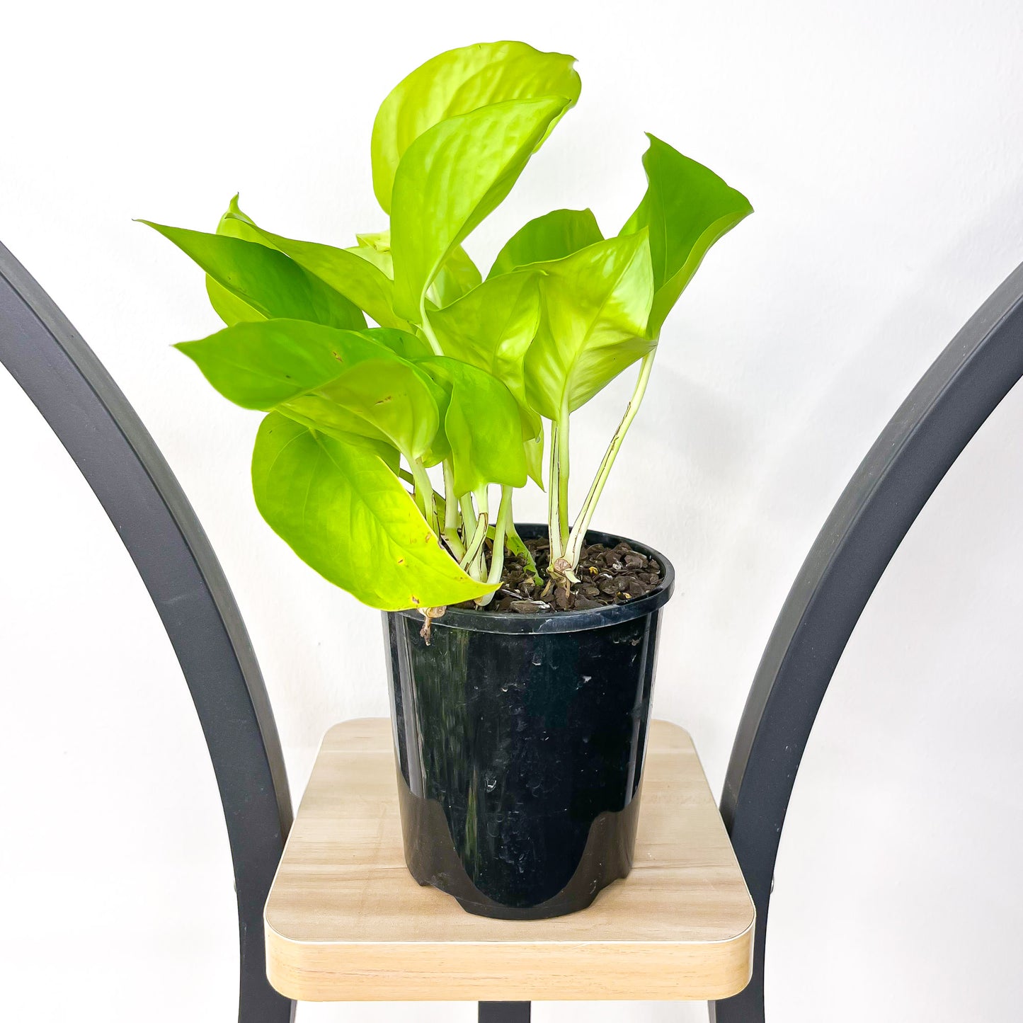 Pothos Goldilocks | The Plant Boys