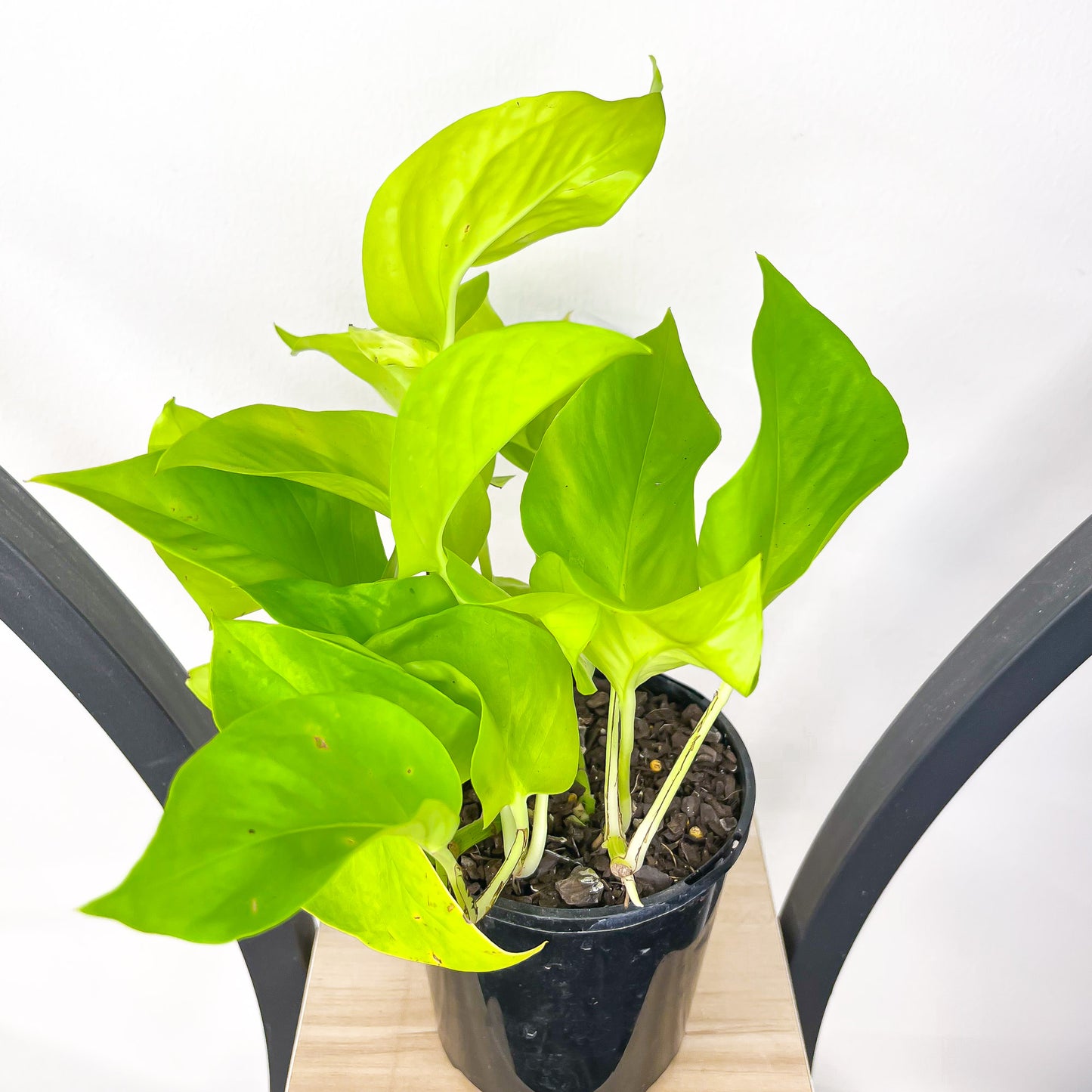 Pothos Goldilocks | The Plant Boys