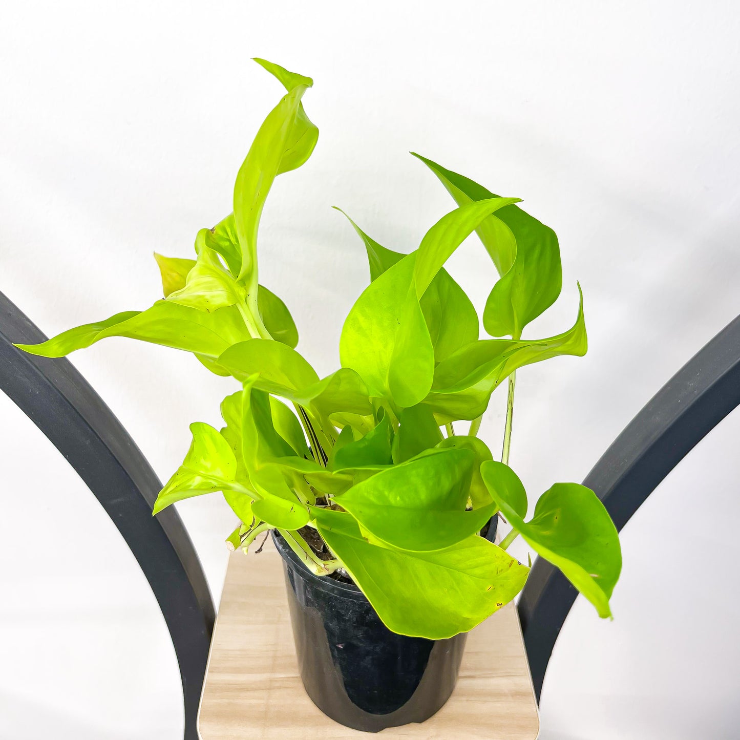 Pothos Goldilocks | The Plant Boys