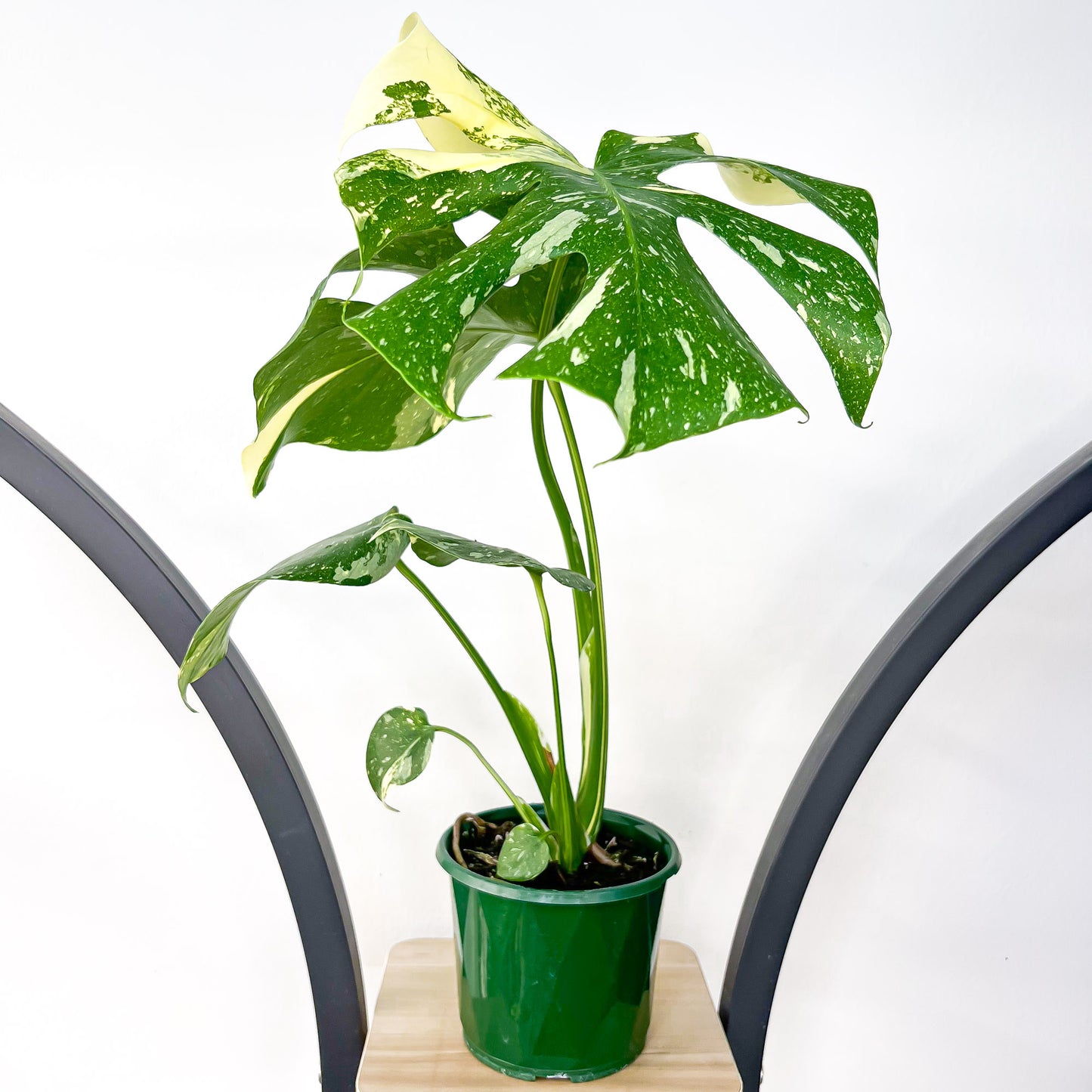 Monstera Thai Constellation | The Plant Boys