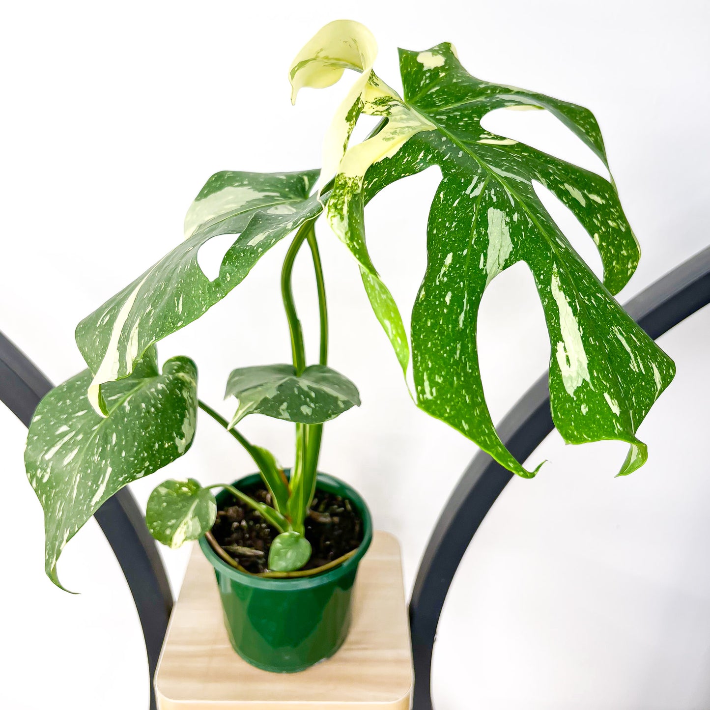 Monstera Thai Constellation | The Plant Boys