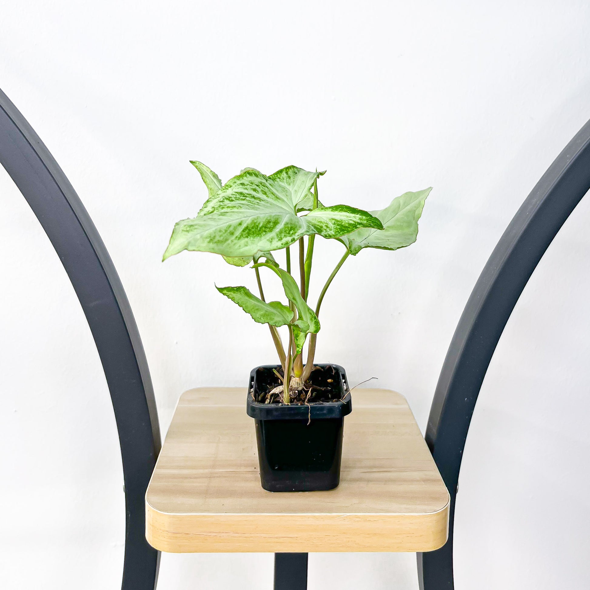 Syngonium Blizzard | The Plant Boys