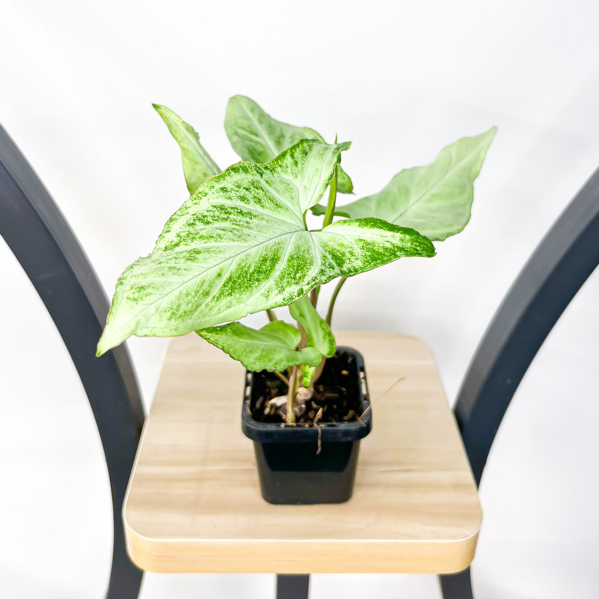 Syngonium Blizzard | The Plant Boys