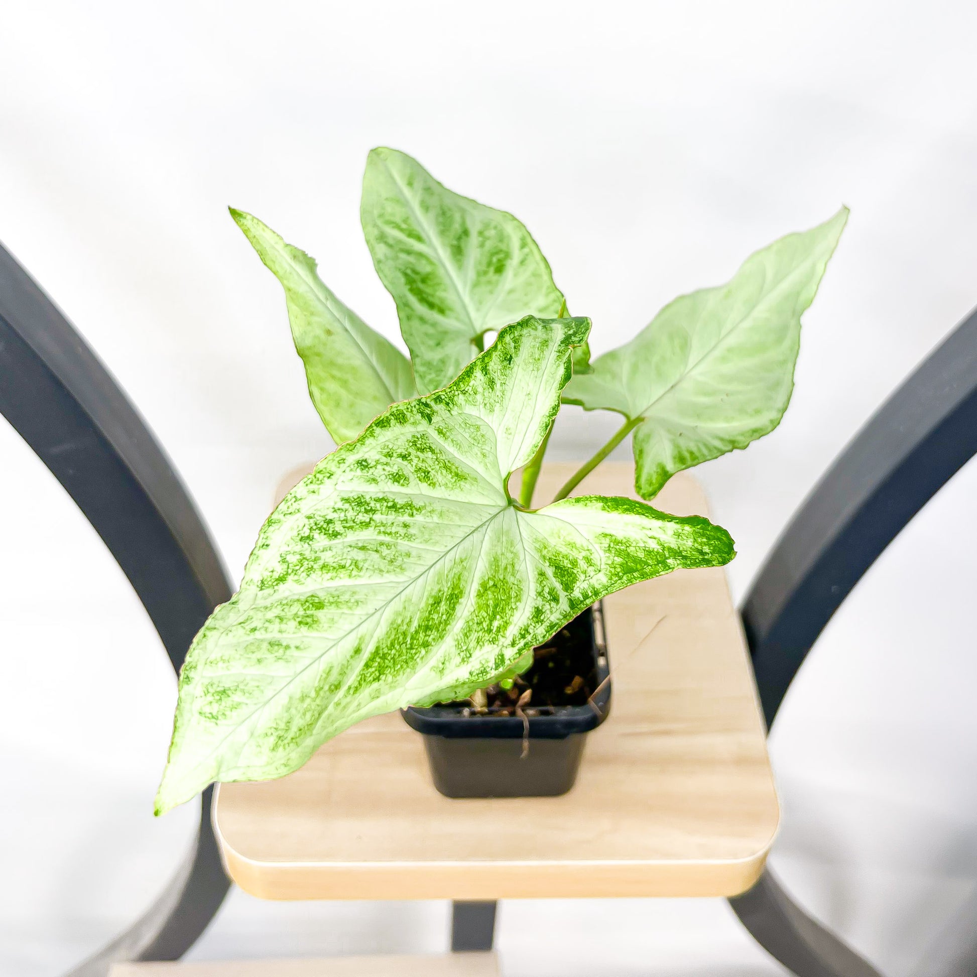 Syngonium Blizzard | The Plant Boys