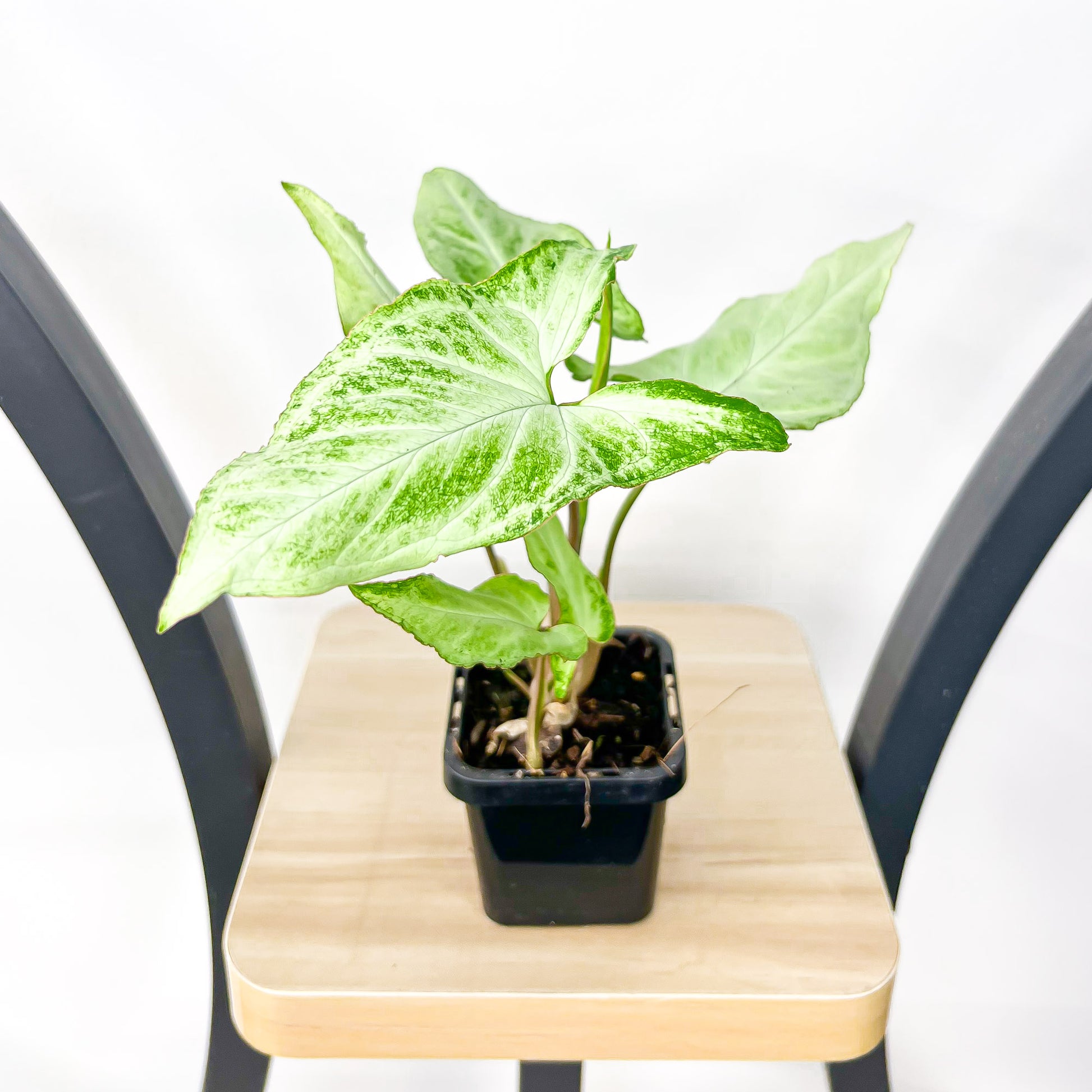 Syngonium Blizzard | The Plant Boys