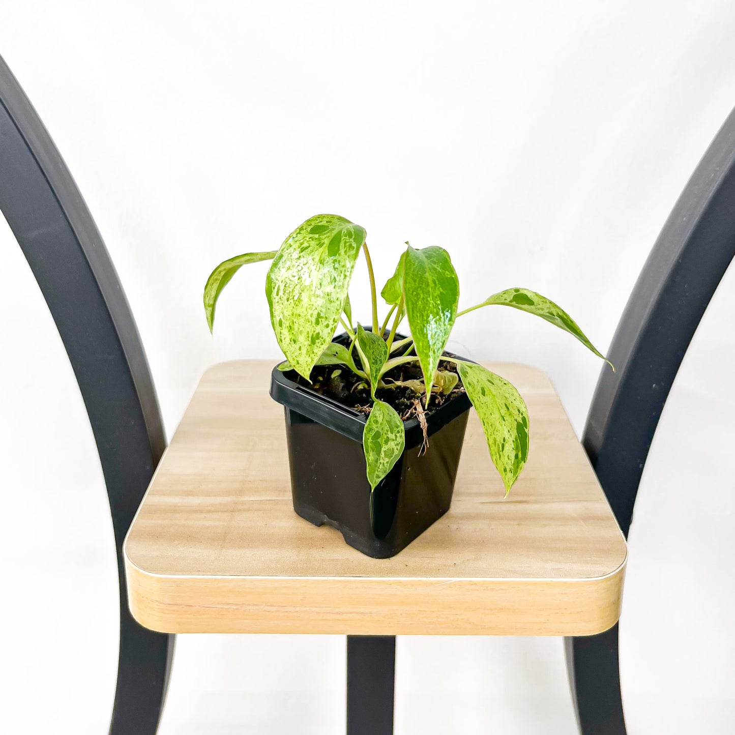 Philodendron Paraiso Verde | The Plant Boys
