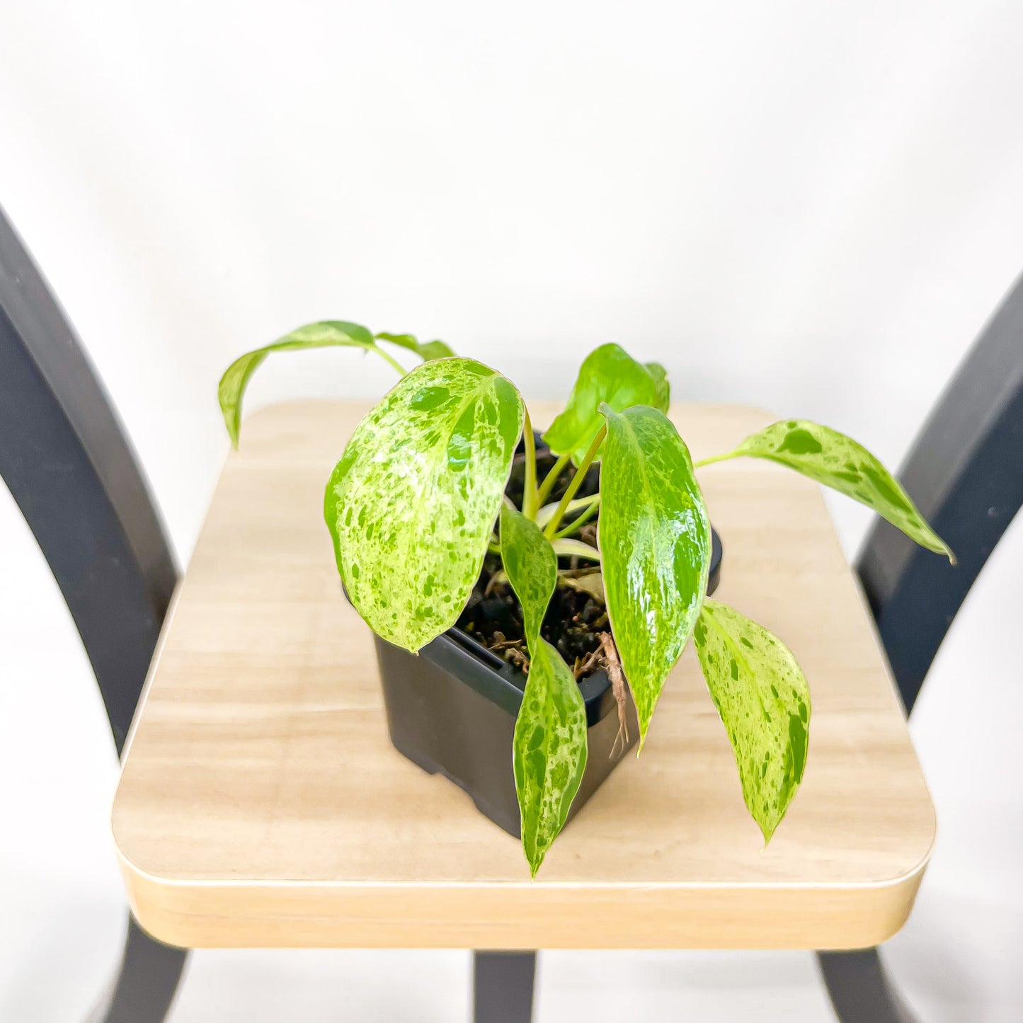 Philodendron Paraiso Verde | The Plant Boys