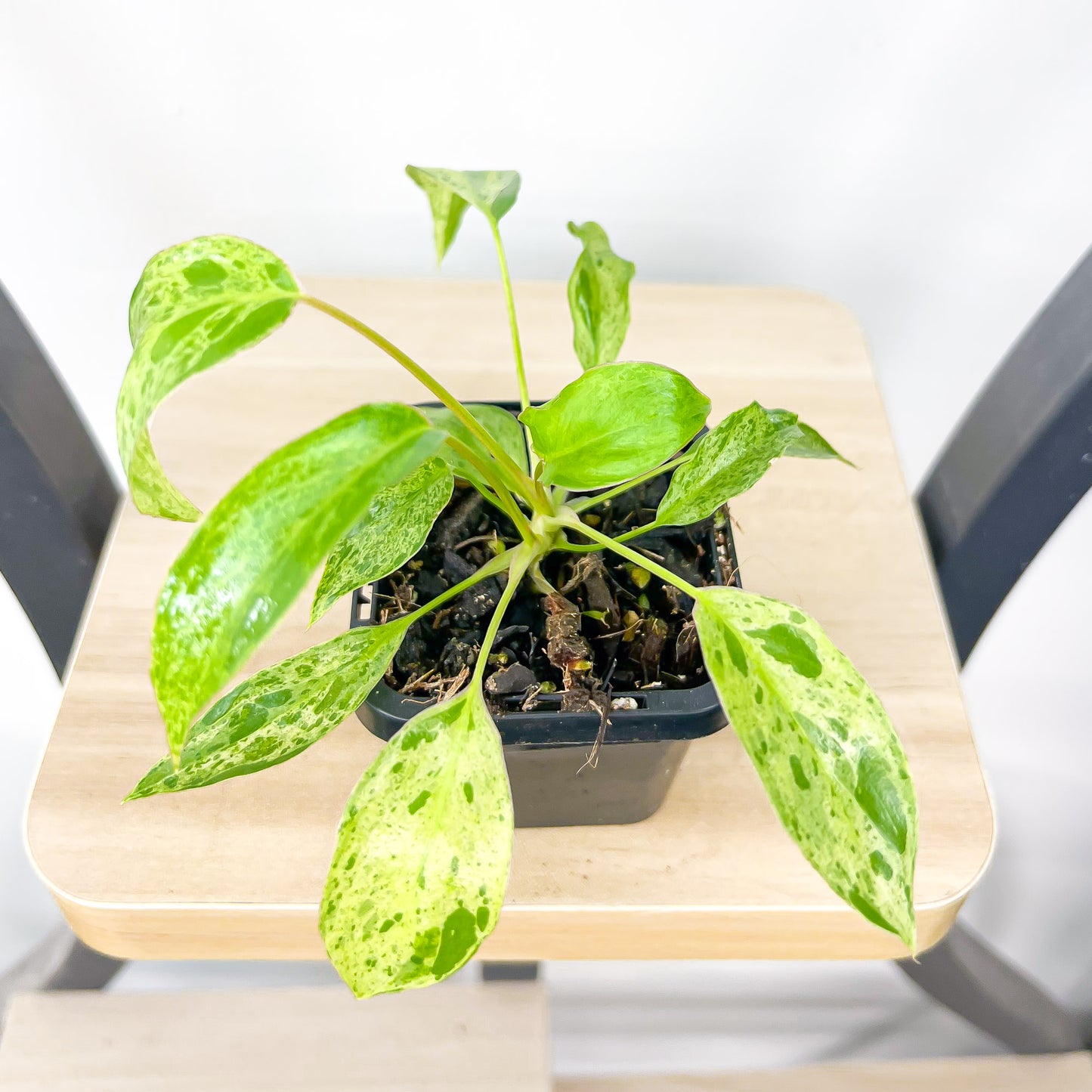 Philodendron Paraiso Verde | The Plant Boys
