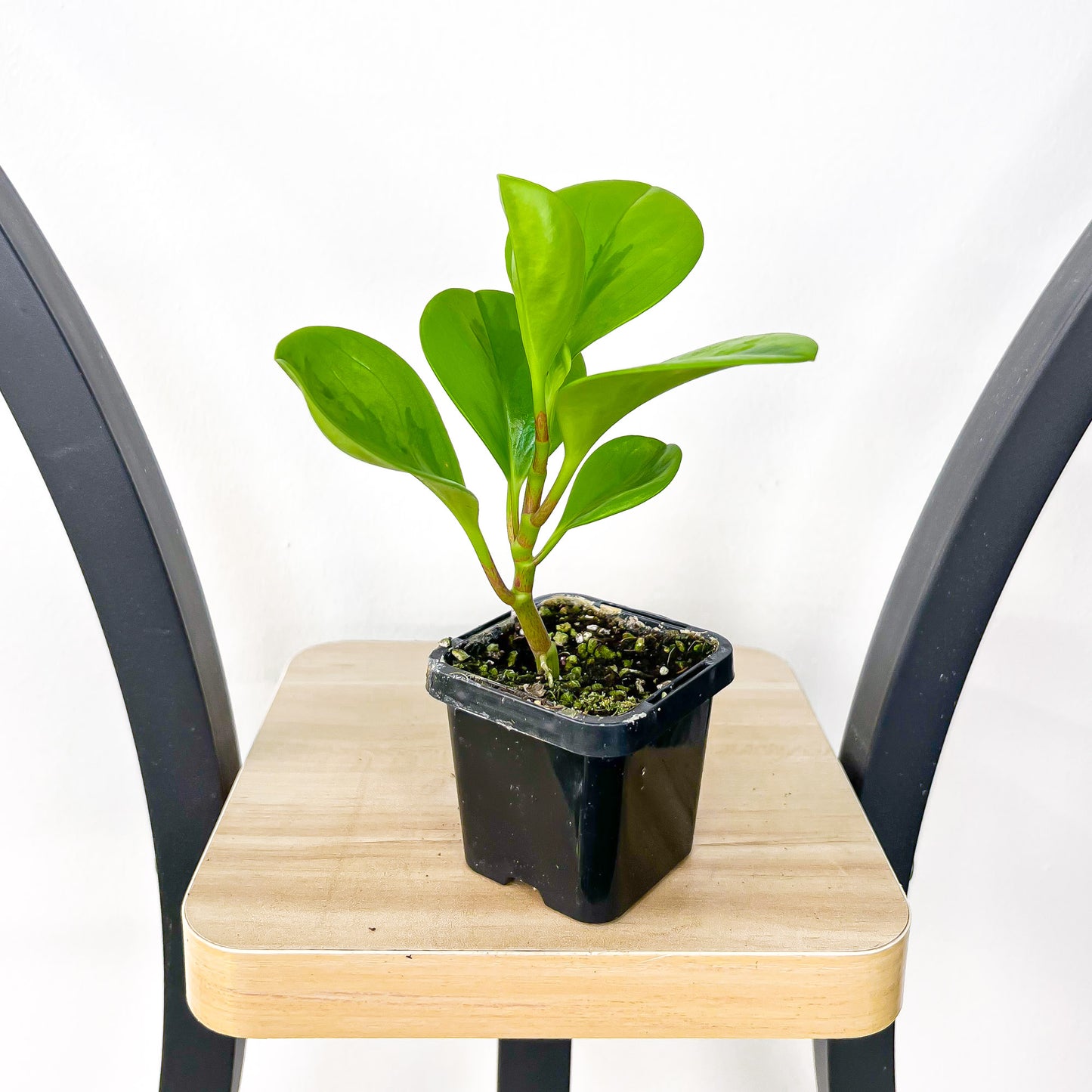 Peperomia Magnoliifolia Green and Gold | The Plant Boys