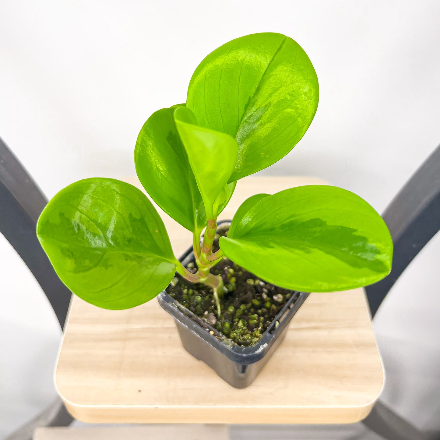 Peperomia Magnoliifolia Green and Gold | The Plant Boys