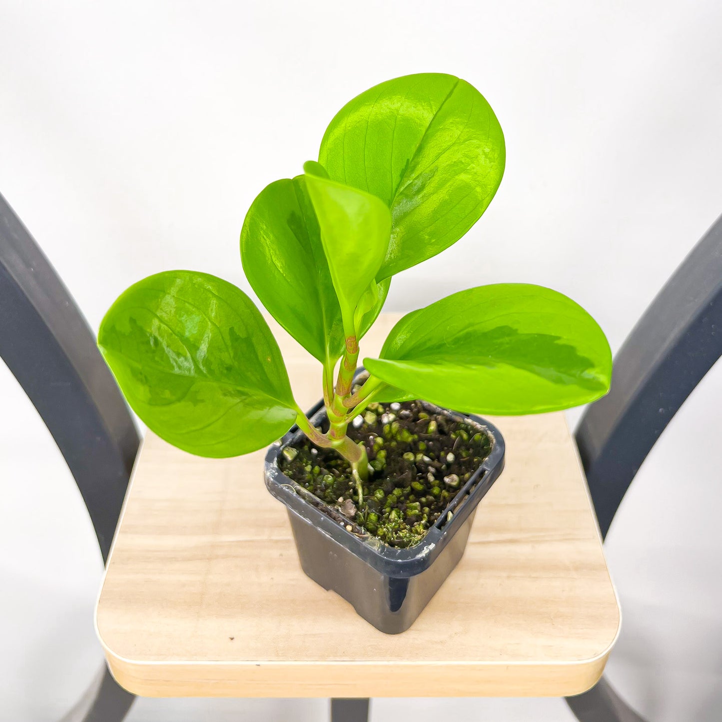Peperomia Magnoliifolia Green and Gold | The Plant Boys