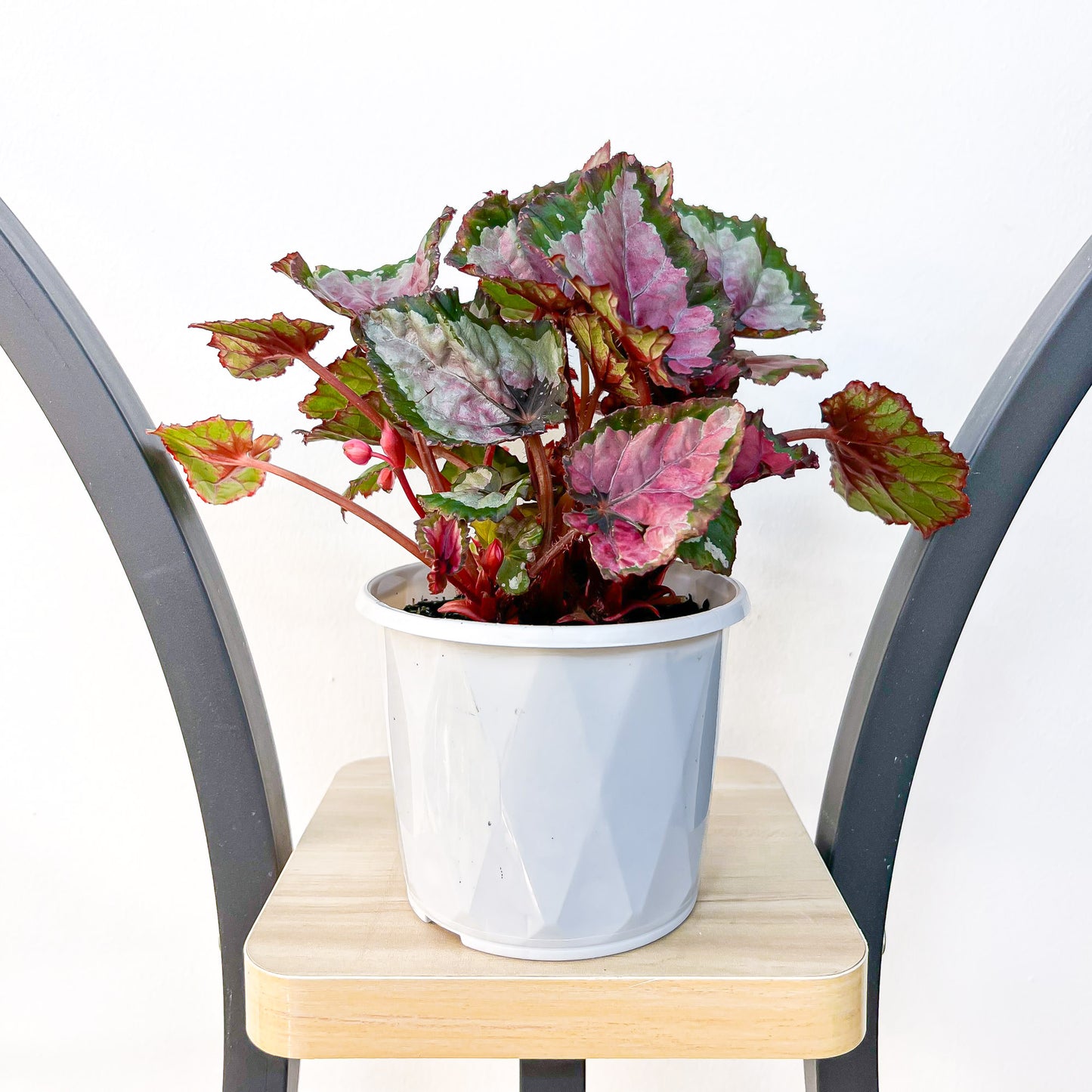 Begonia Inca Night | The Plant Boys