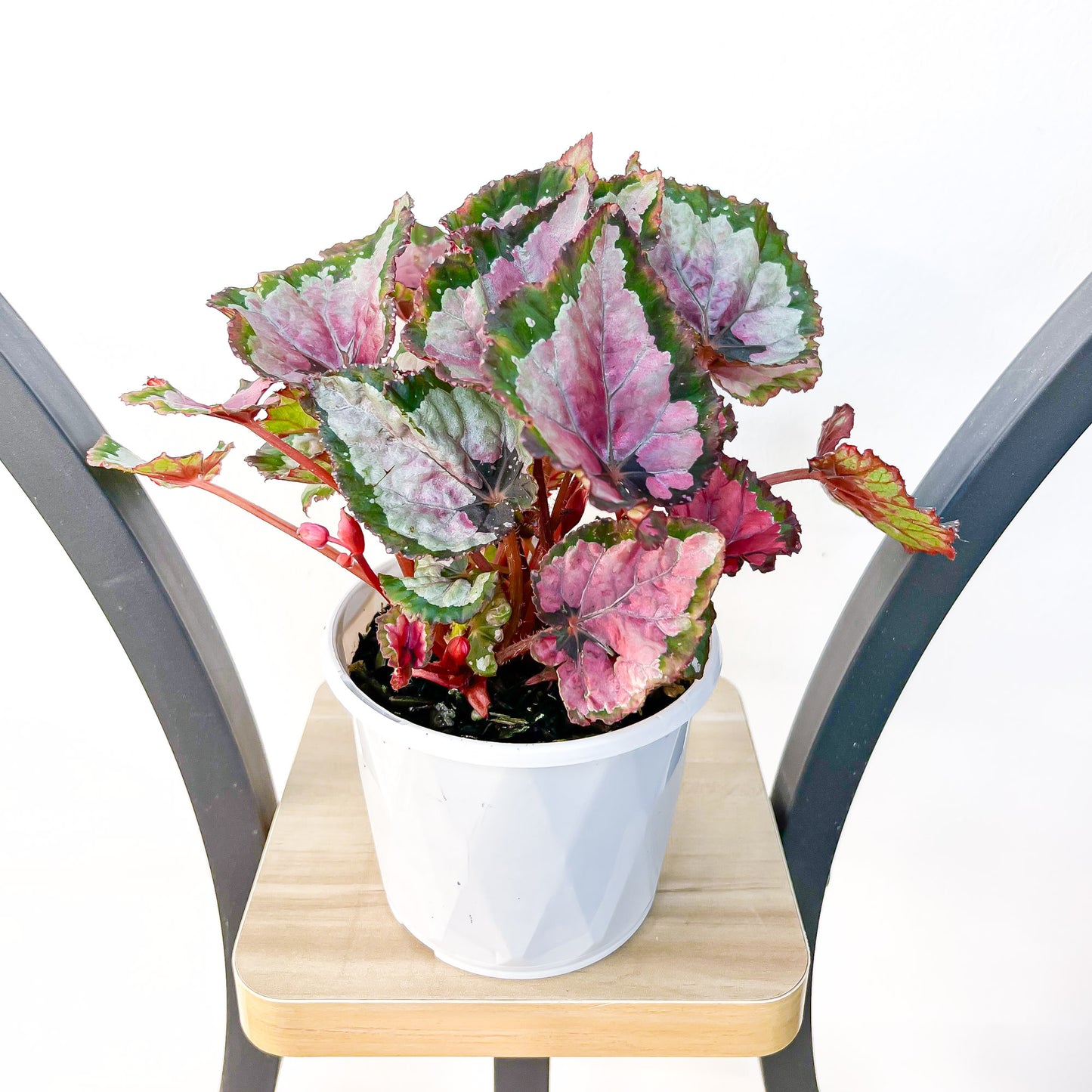 Begonia Inca Night | The Plant Boys