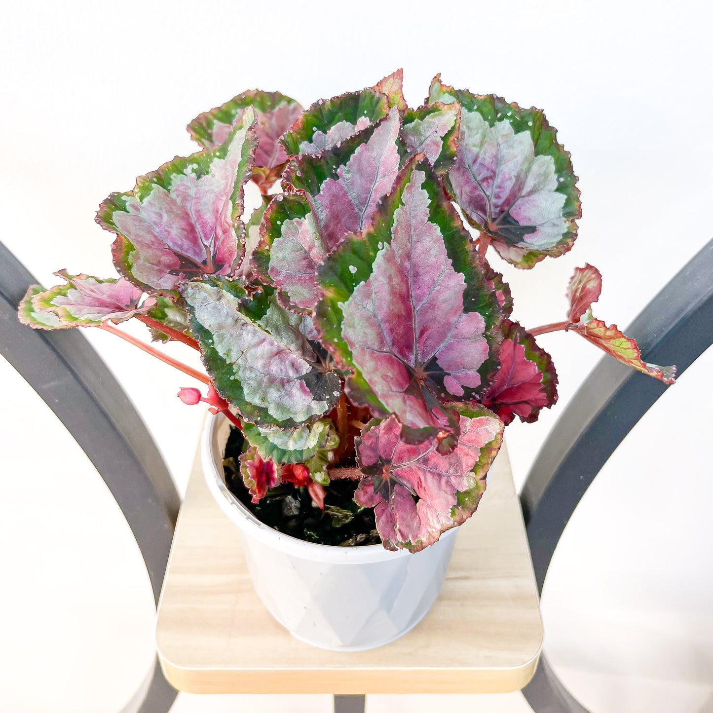 Begonia Inca Night | The Plant Boys
