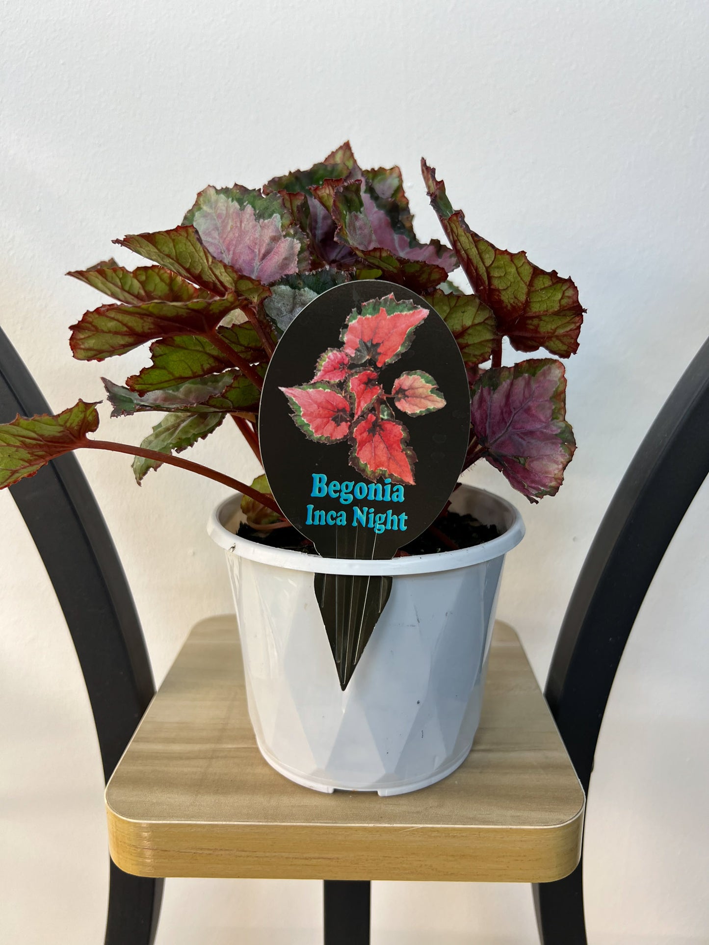 Begonia Inca Night | The Plant Boys
