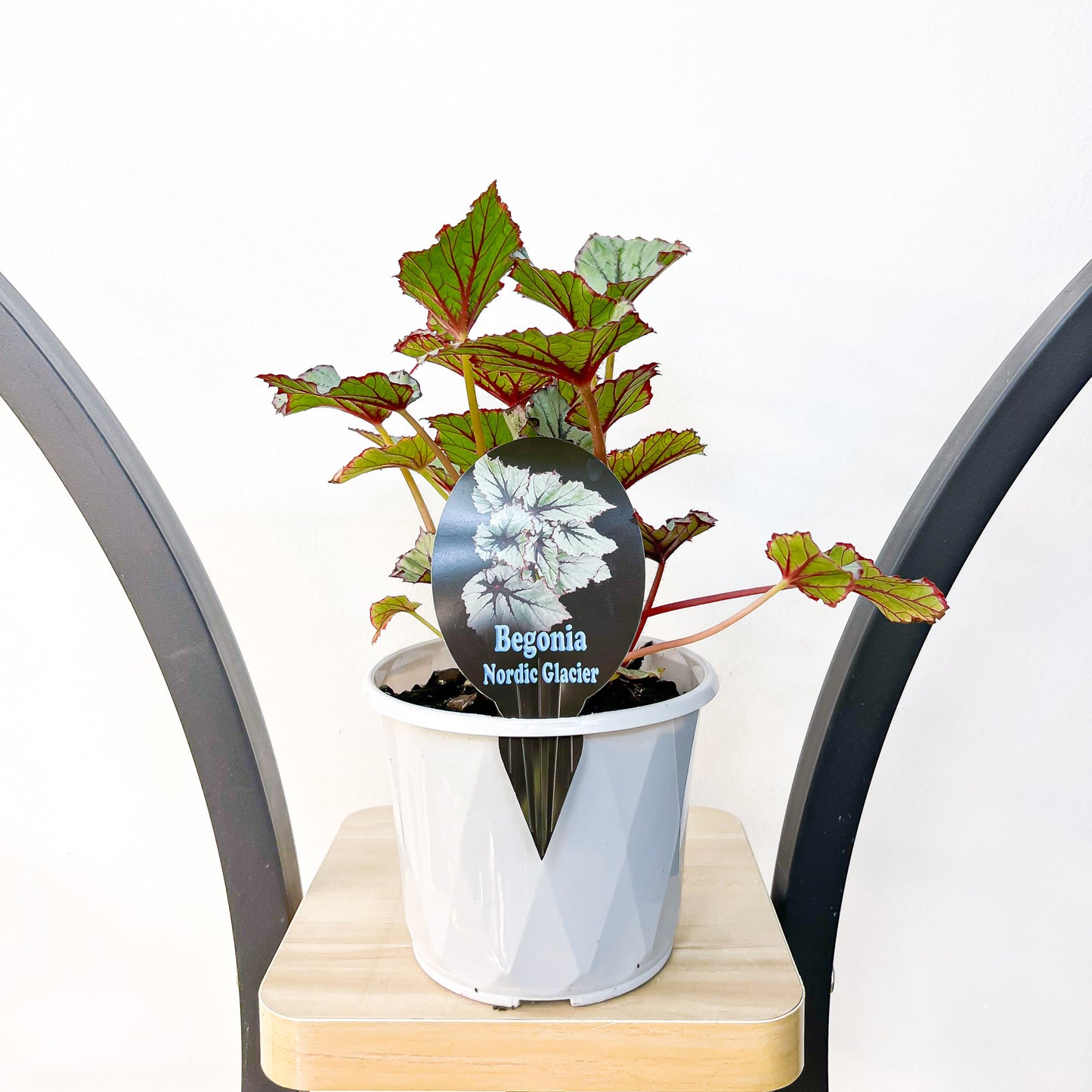 Begonia Nordic Glacier | The Plant Boys