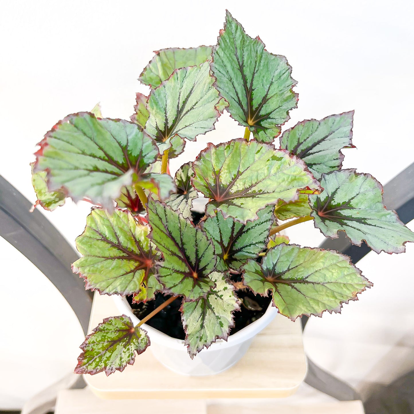 Begonia Nordic Glacier | The Plant Boys