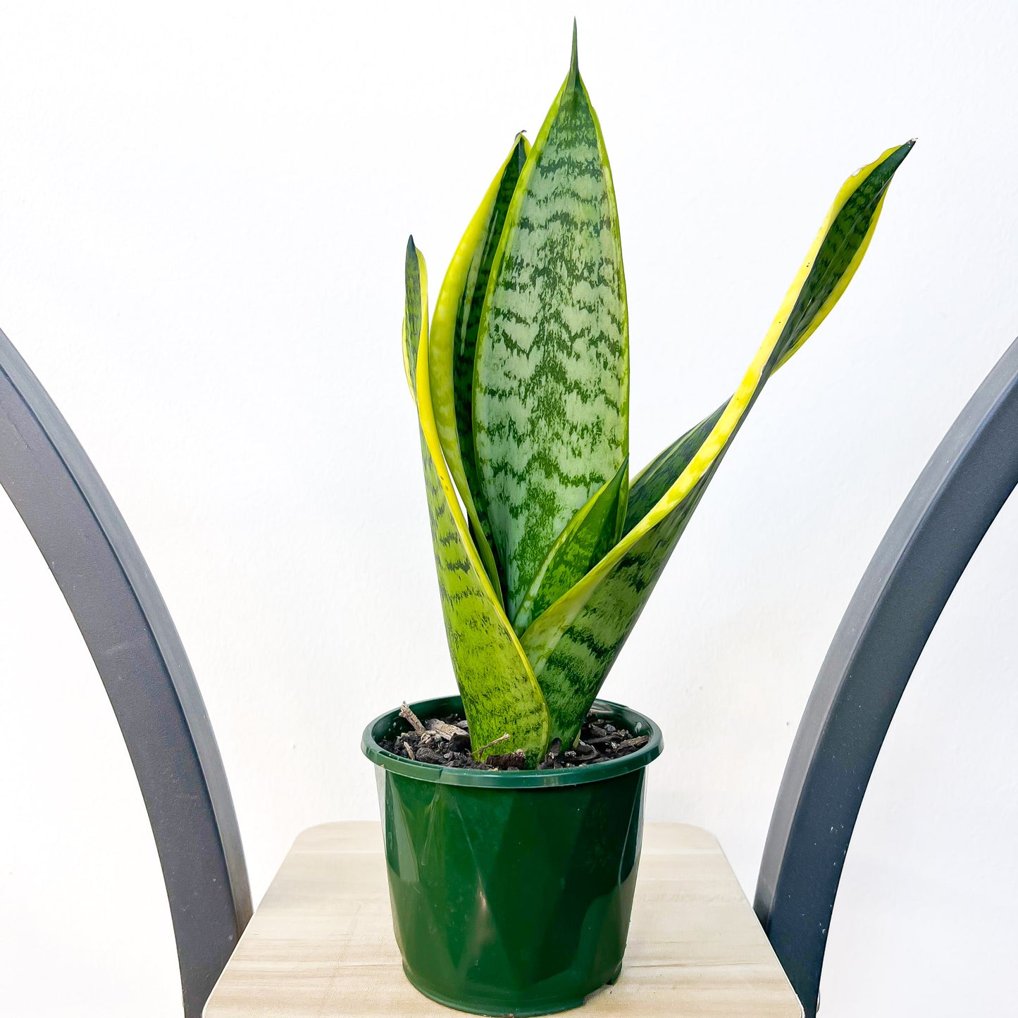 Sansevieria Superba | The Plant Boys