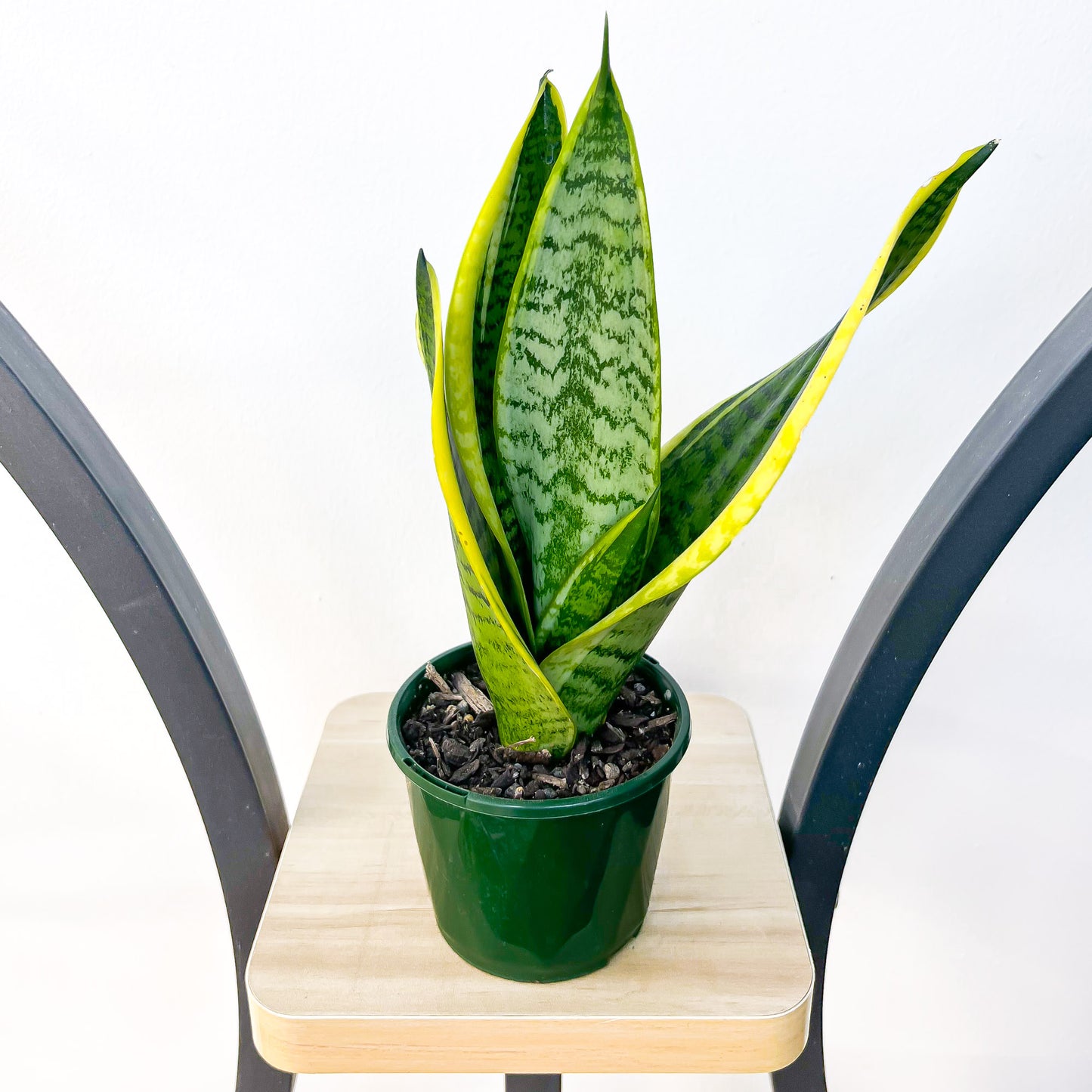 Sansevieria Superba | The Plant Boys
