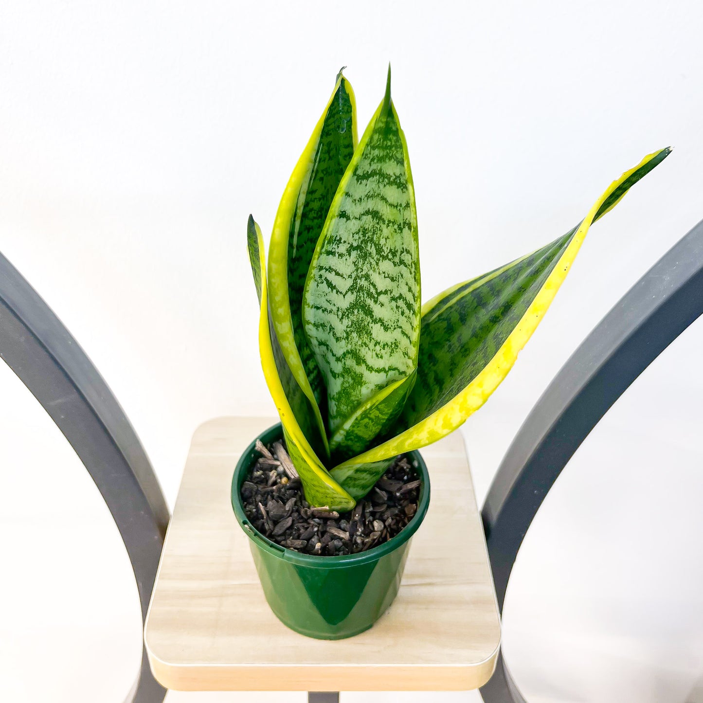 Sansevieria Superba | The Plant Boys