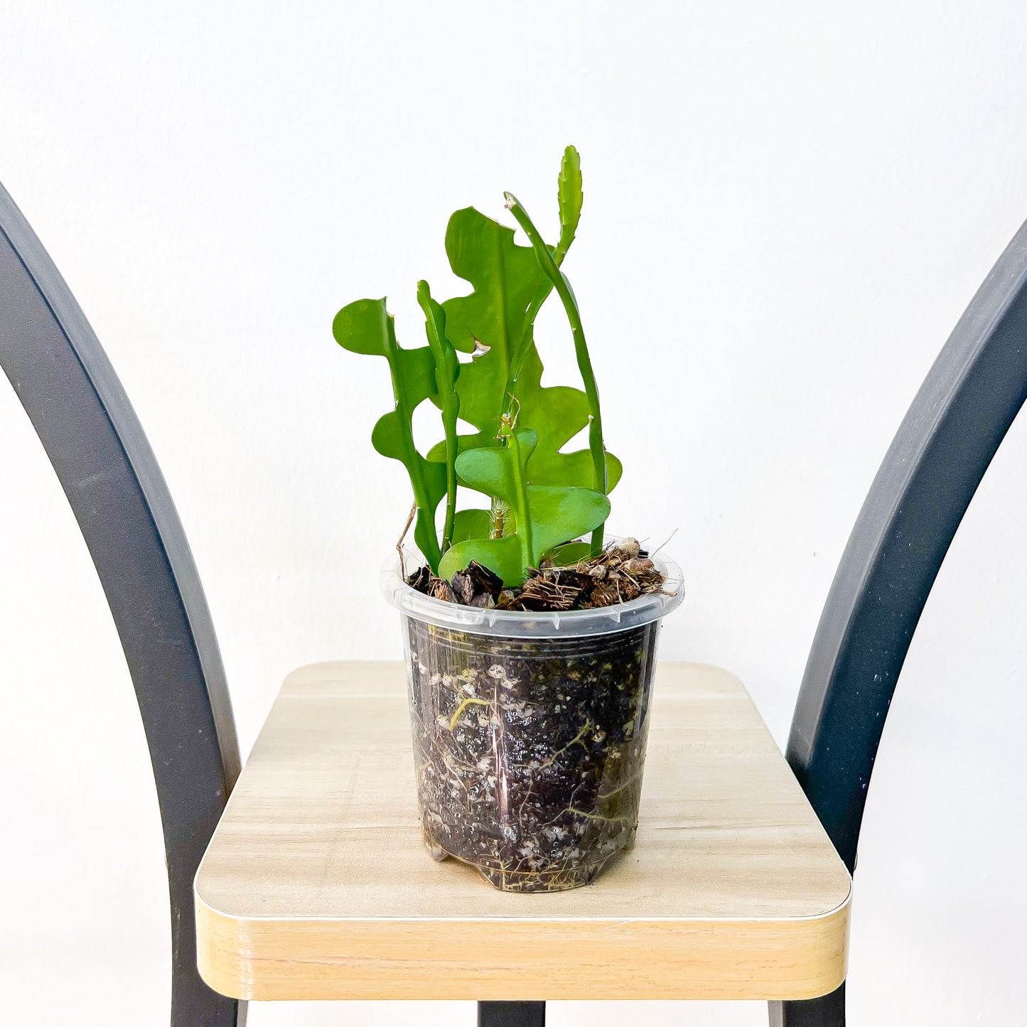 Epiphyllum Anguliger Zig Zag Cactus | The Plant Boys
