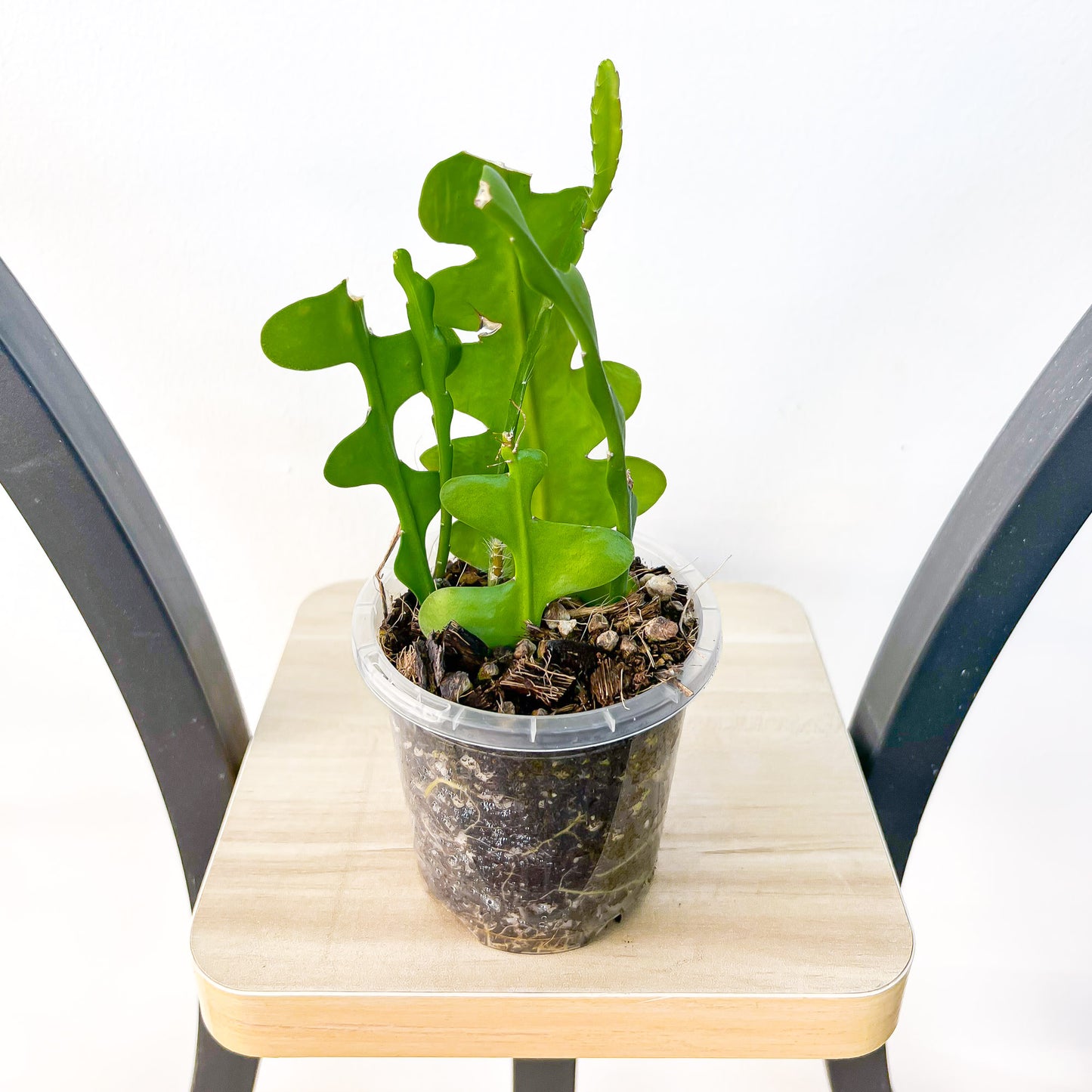 Epiphyllum Anguliger Zig Zag Cactus | The Plant Boys