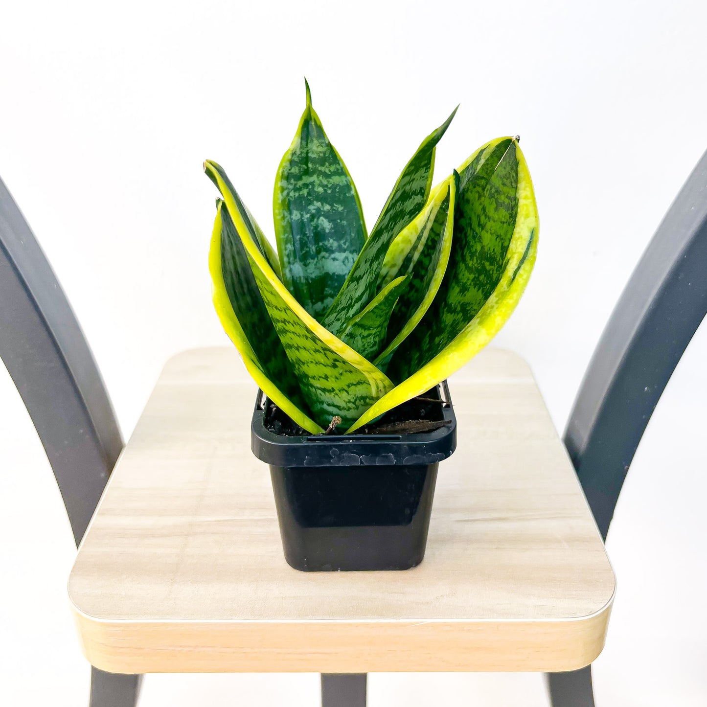 Sansevieria Hahnii Hybrid