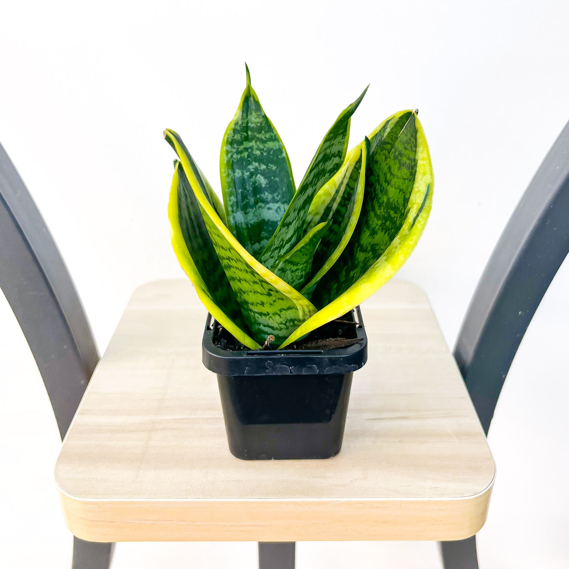 Sansevieria Hahnii Hybrid | The Plant Boys