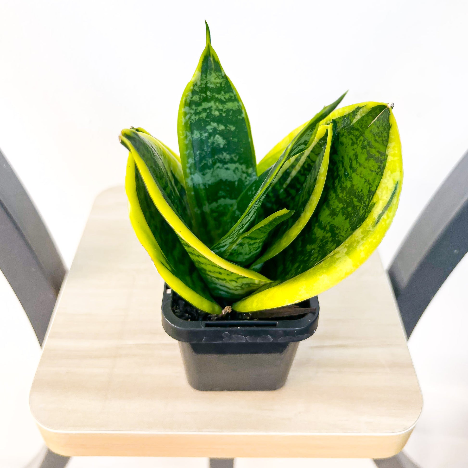 Sansevieria Hahnii Hybrid | The Plant Boys