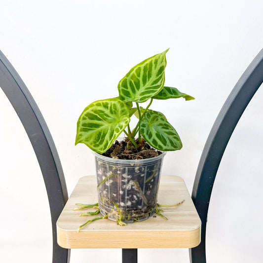 Anthurium Dorayaki | The Plant Boys