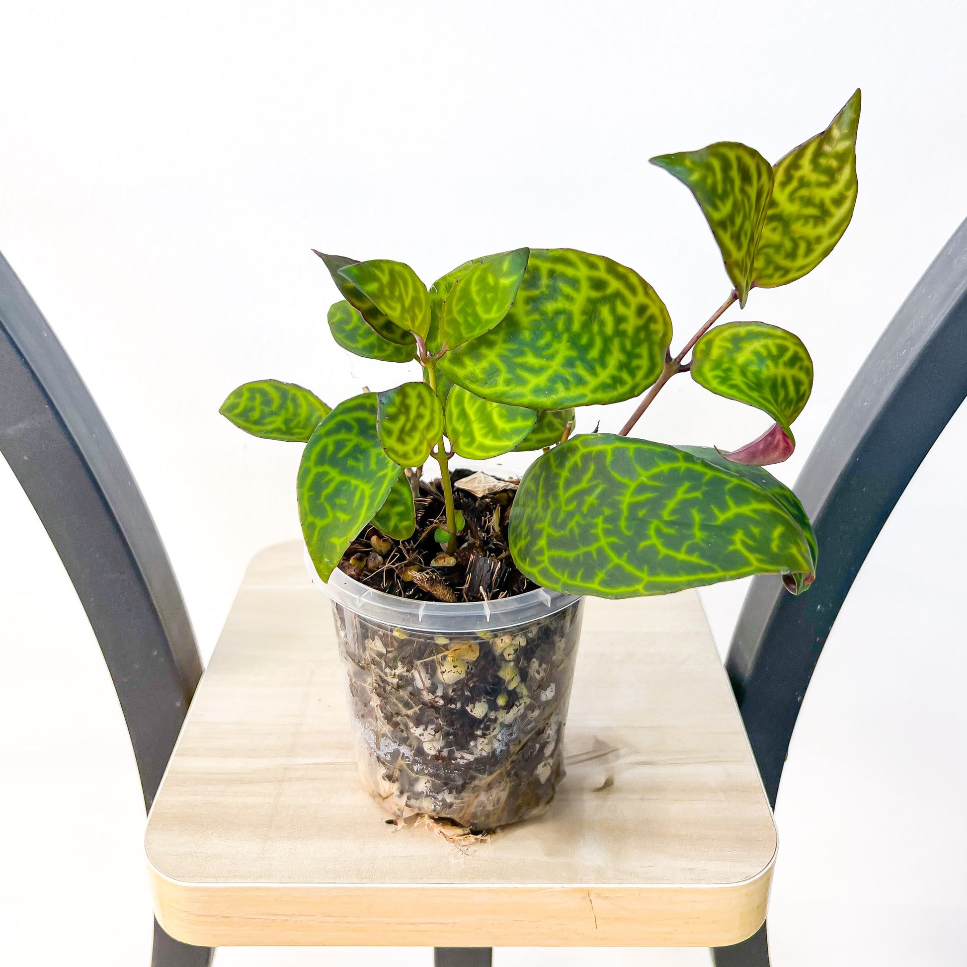 Aeschynanthus Black Pagoda Lipstick Plant | The Plant Boys