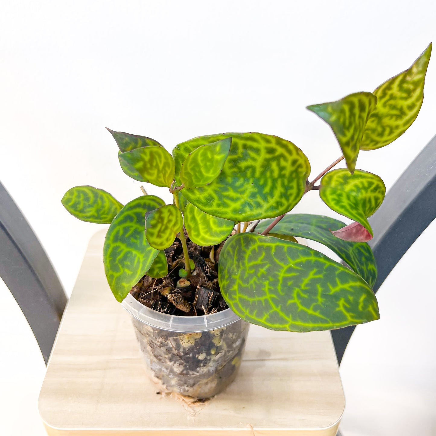 Aeschynanthus Black Pagoda Lipstick Plant | The Plant Boys