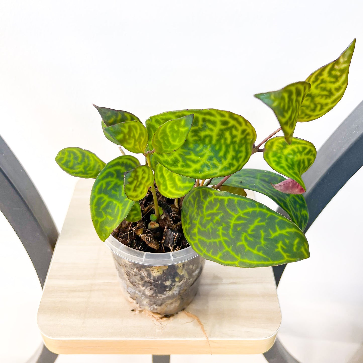 Aeschynanthus Black Pagoda Lipstick Plant | The Plant Boys