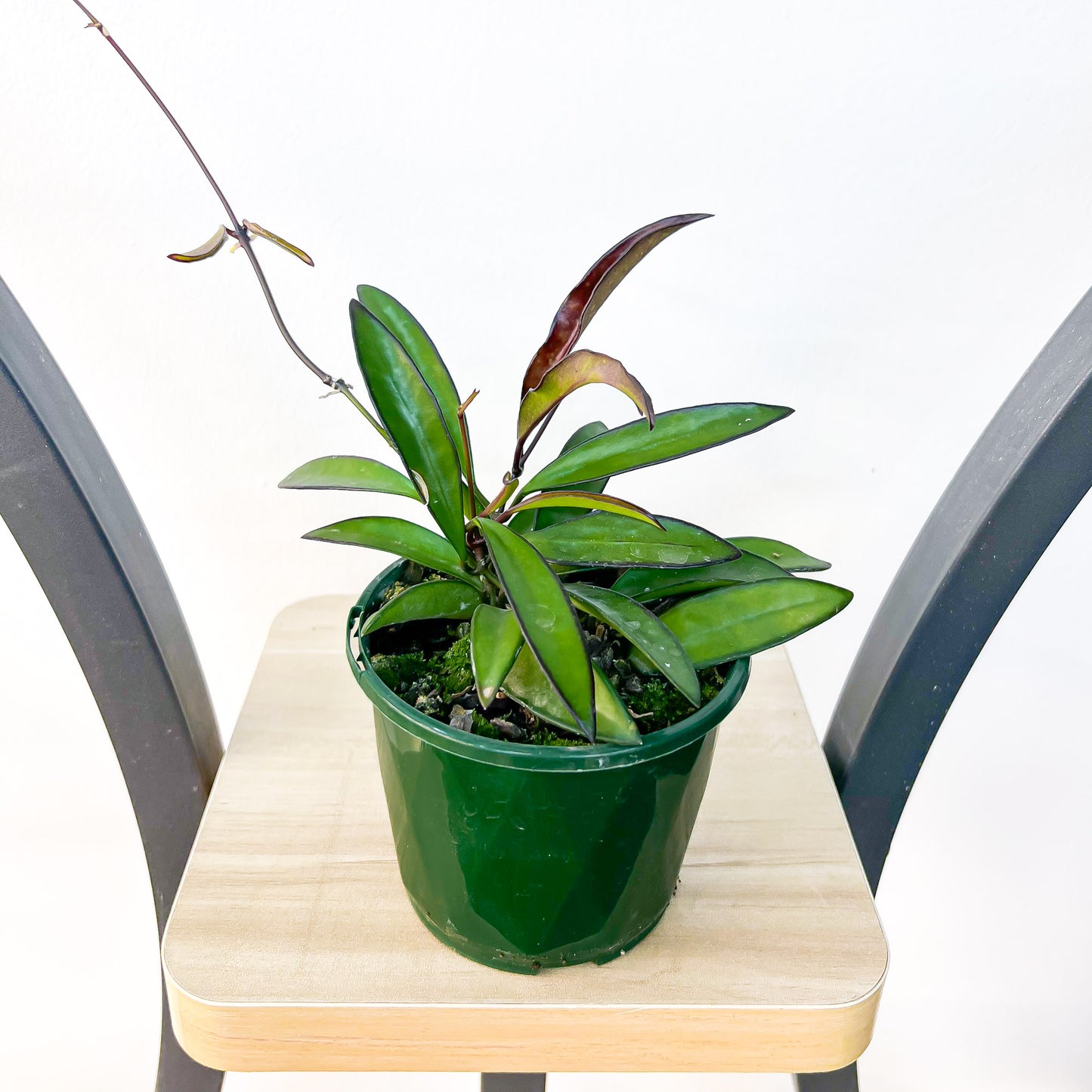 Hoya Wayetii | The Plant Boys
