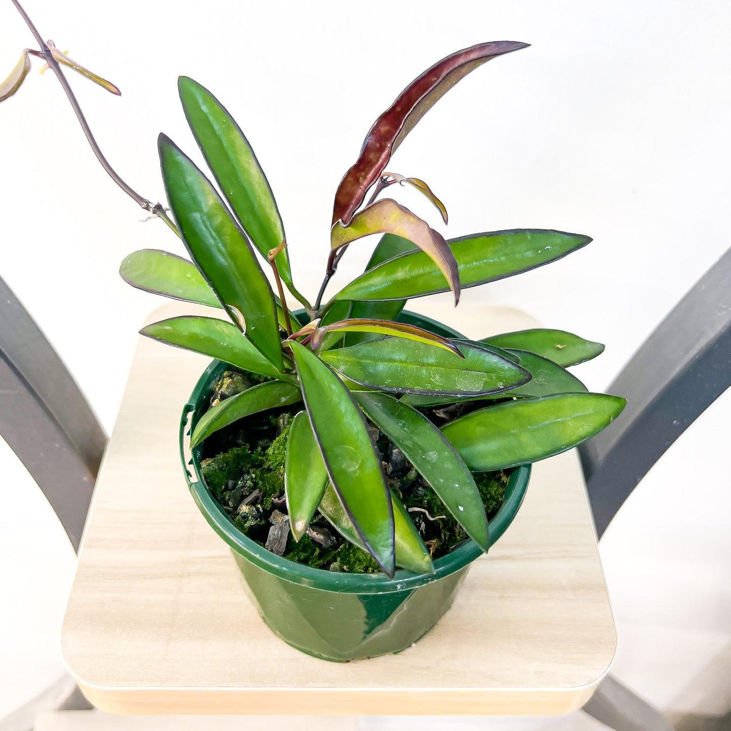 Hoya Wayetii | The Plant Boys